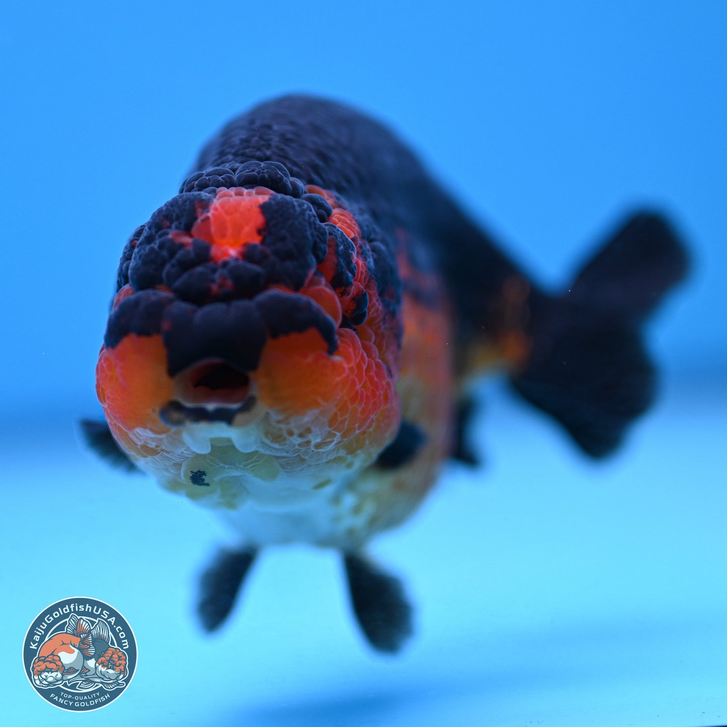 Tiny Tail Apache Ranchu 5.5 inches (241018_RC05) - Kaiju Goldfish USA