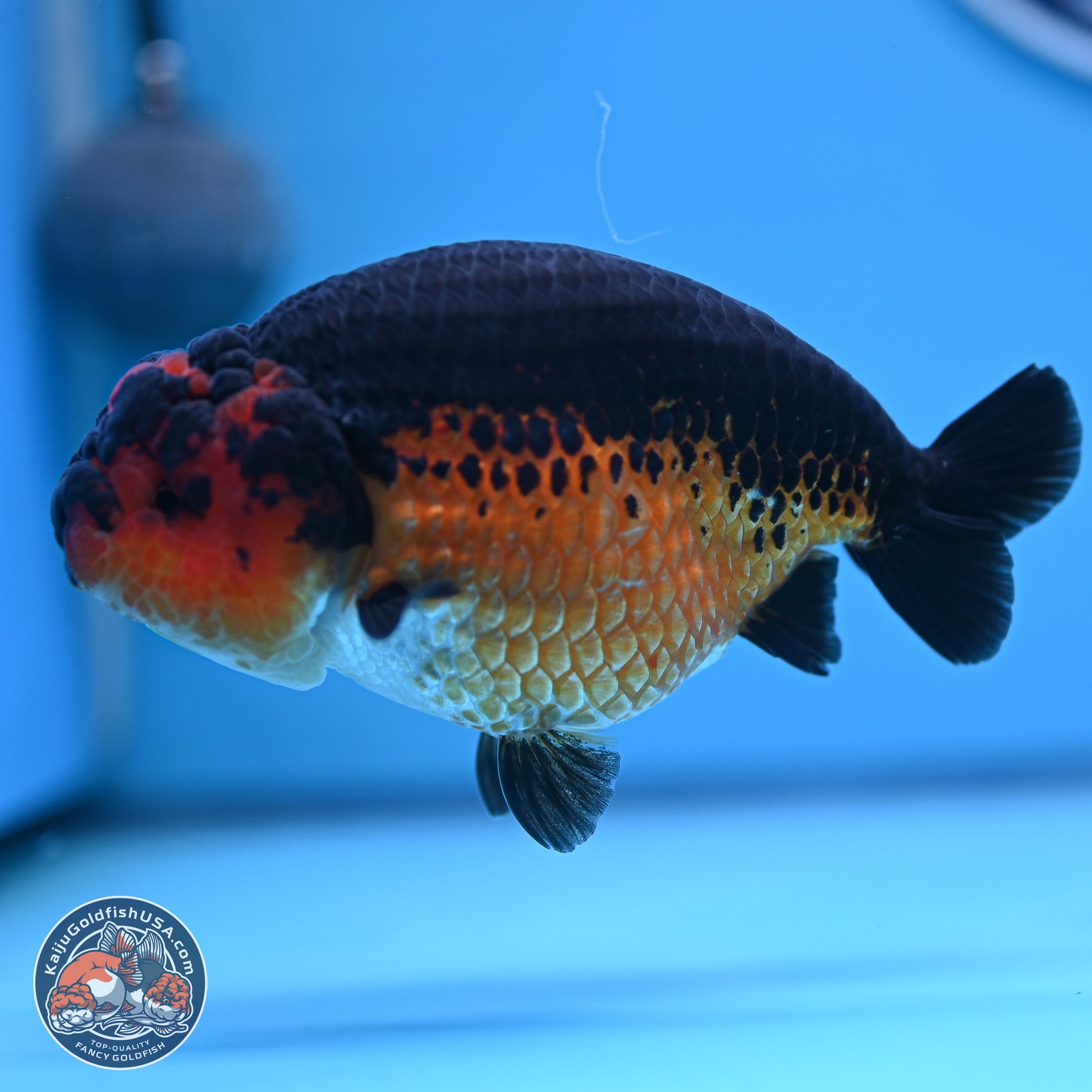 Tiny Tail Apache Ranchu 5.5 inches (241018_RC05) - Kaiju Goldfish USA