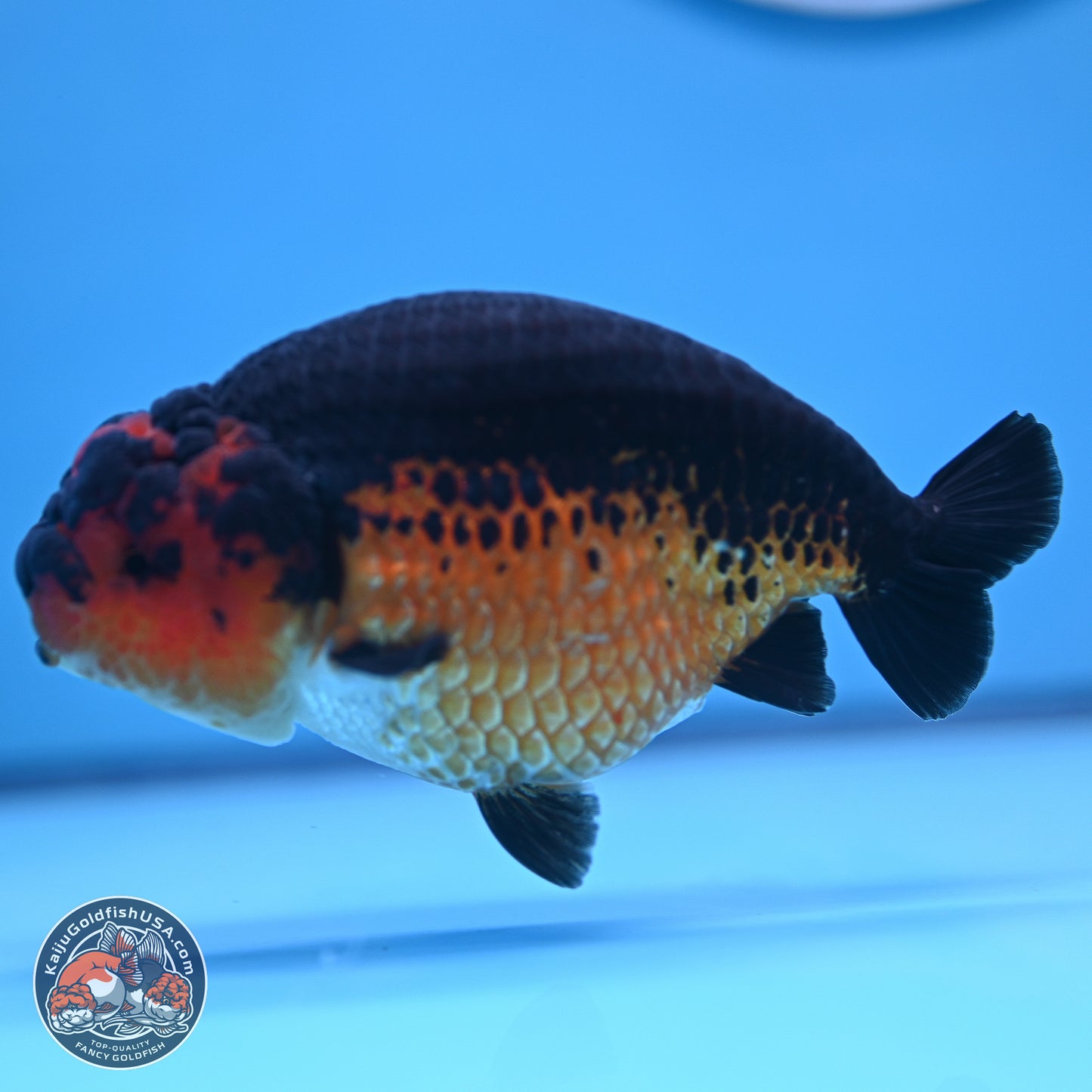 Tiny Tail Apache Ranchu 5.5 inches (241018_RC05) - Kaiju Goldfish USA