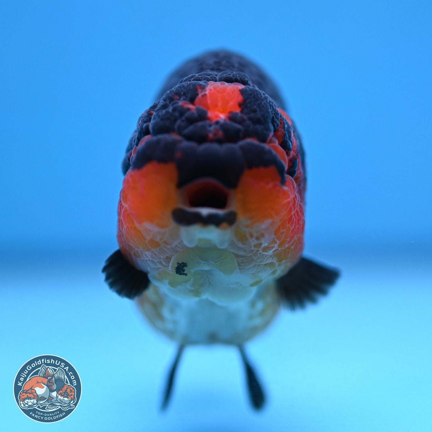 Tiny Tail Apache Ranchu 5.5 inches (241018_RC05) - Kaiju Goldfish USA