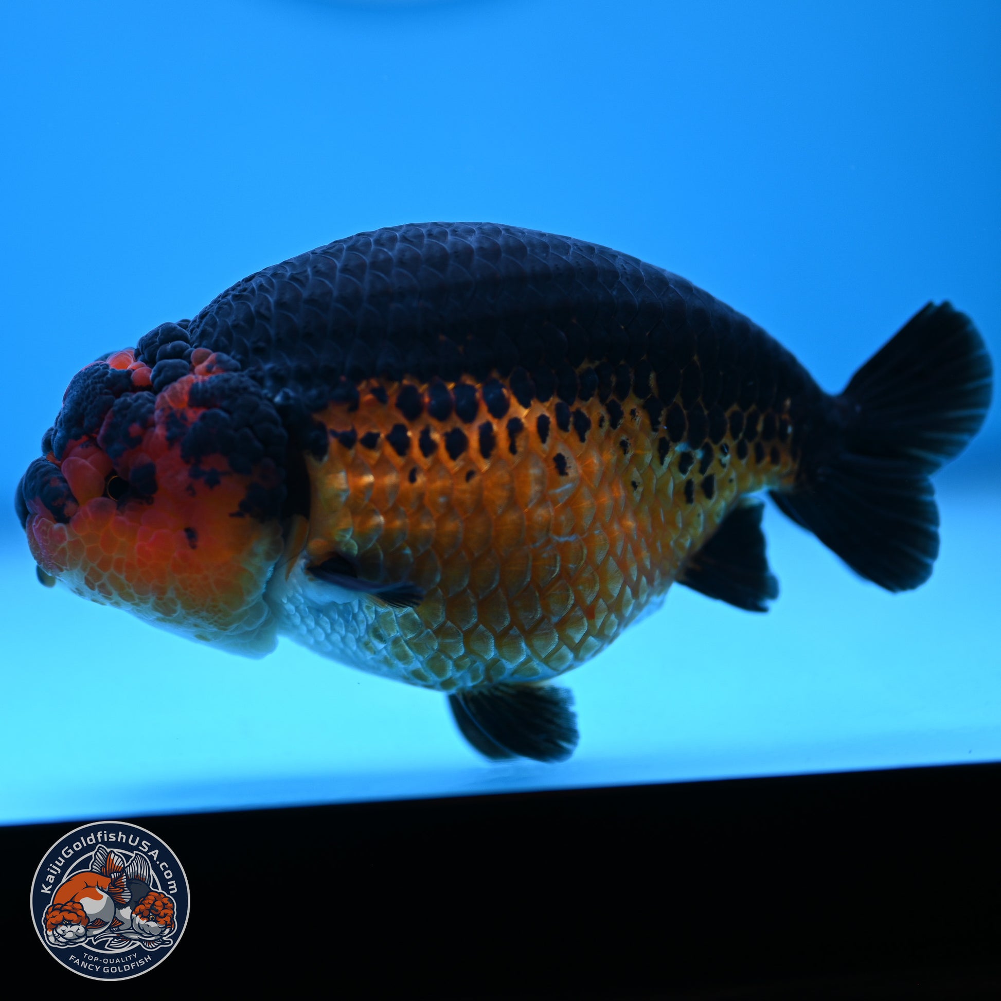 Tiny Tail Apache Ranchu 5.5 inches (241018_RC05) - Kaiju Goldfish USA