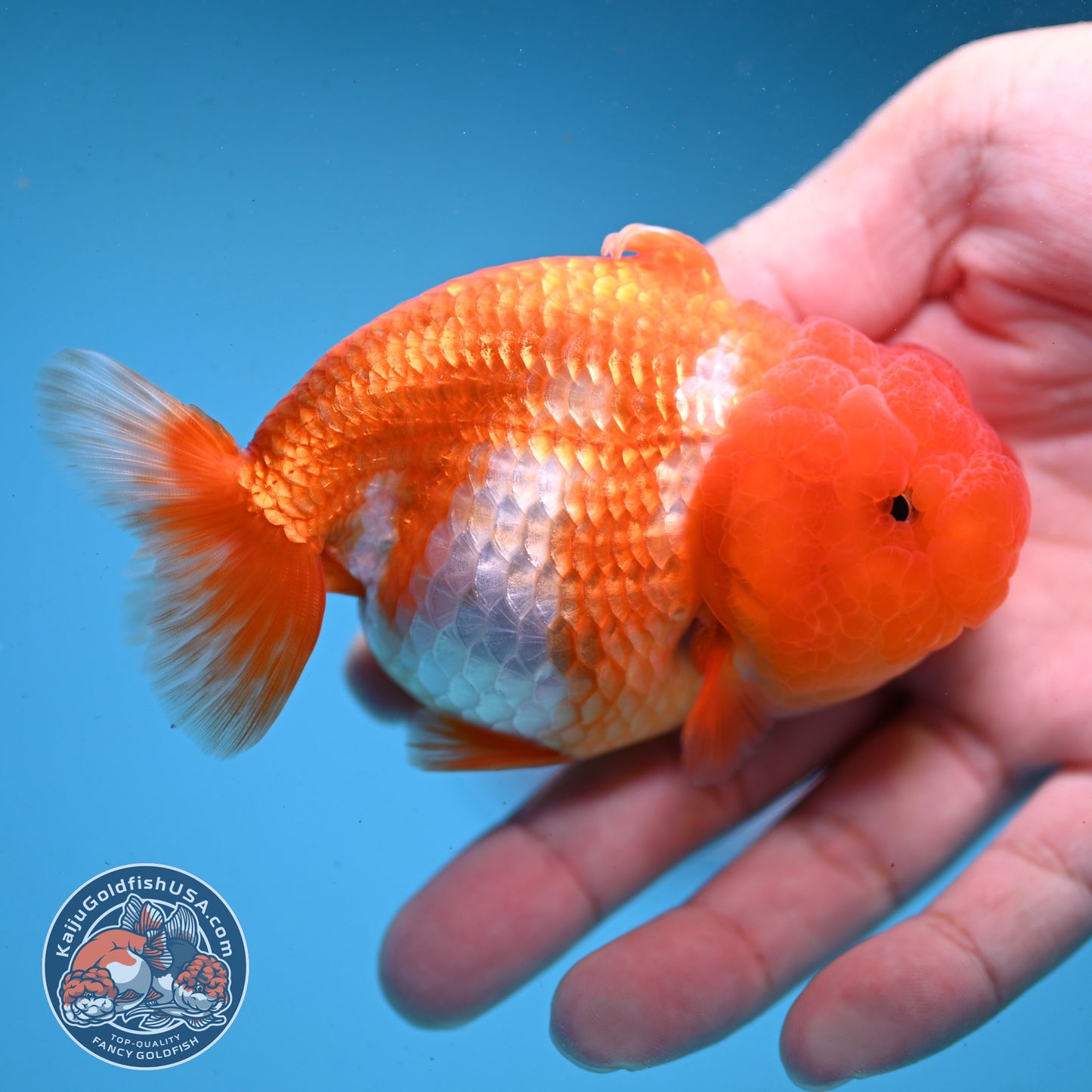 Red White Sharkfin Buffalo Ranchu 4 inch Body (251003_RC05)