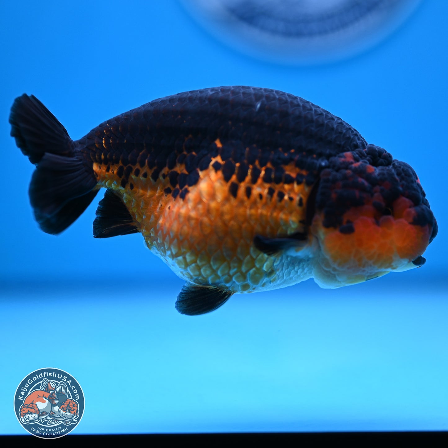 Tiny Tail Apache Ranchu 5.5 inches (241018_RC05) - Kaiju Goldfish USA