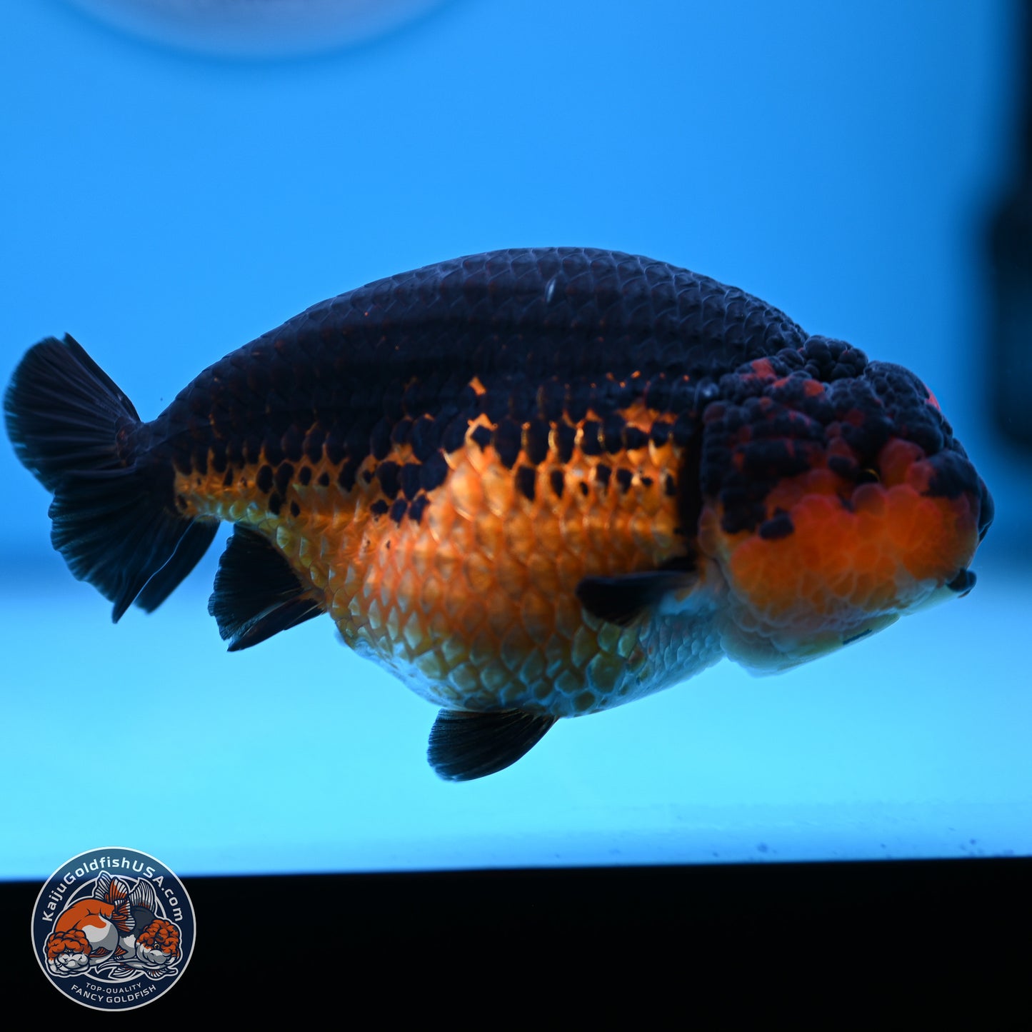 Tiny Tail Apache Ranchu 5.5 inches (241018_RC05) - Kaiju Goldfish USA
