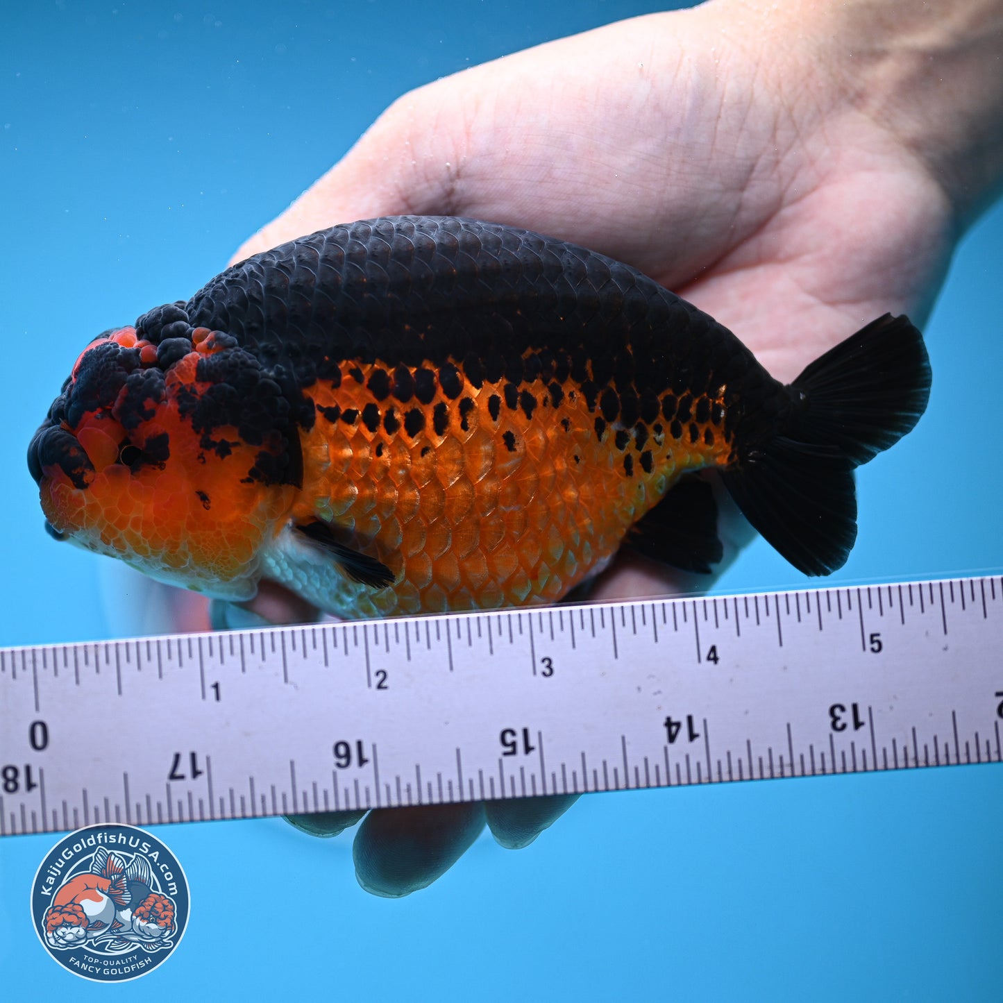 Tiny Tail Apache Ranchu 5.5 inches (241018_RC05) - Kaiju Goldfish USA