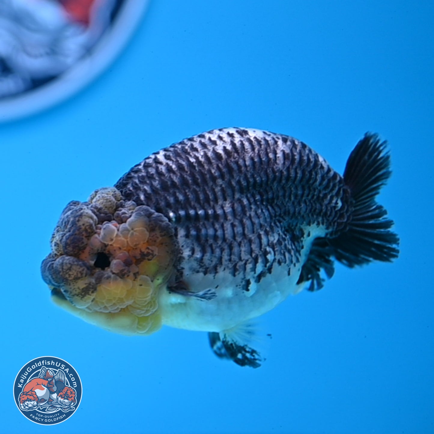 Blue Based Kirin Ranchu 3.8 inches Body - Female (250228_RC05)
