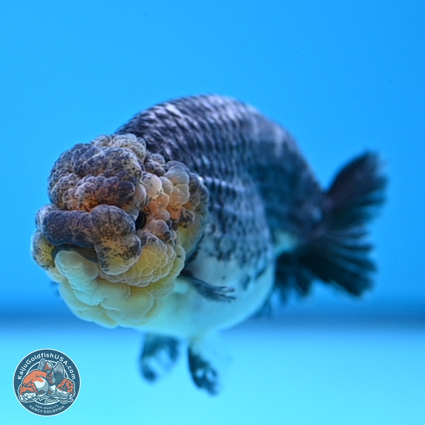 Blue Based Kirin Ranchu 3.8 inches Body - Female (250228_RC05)
