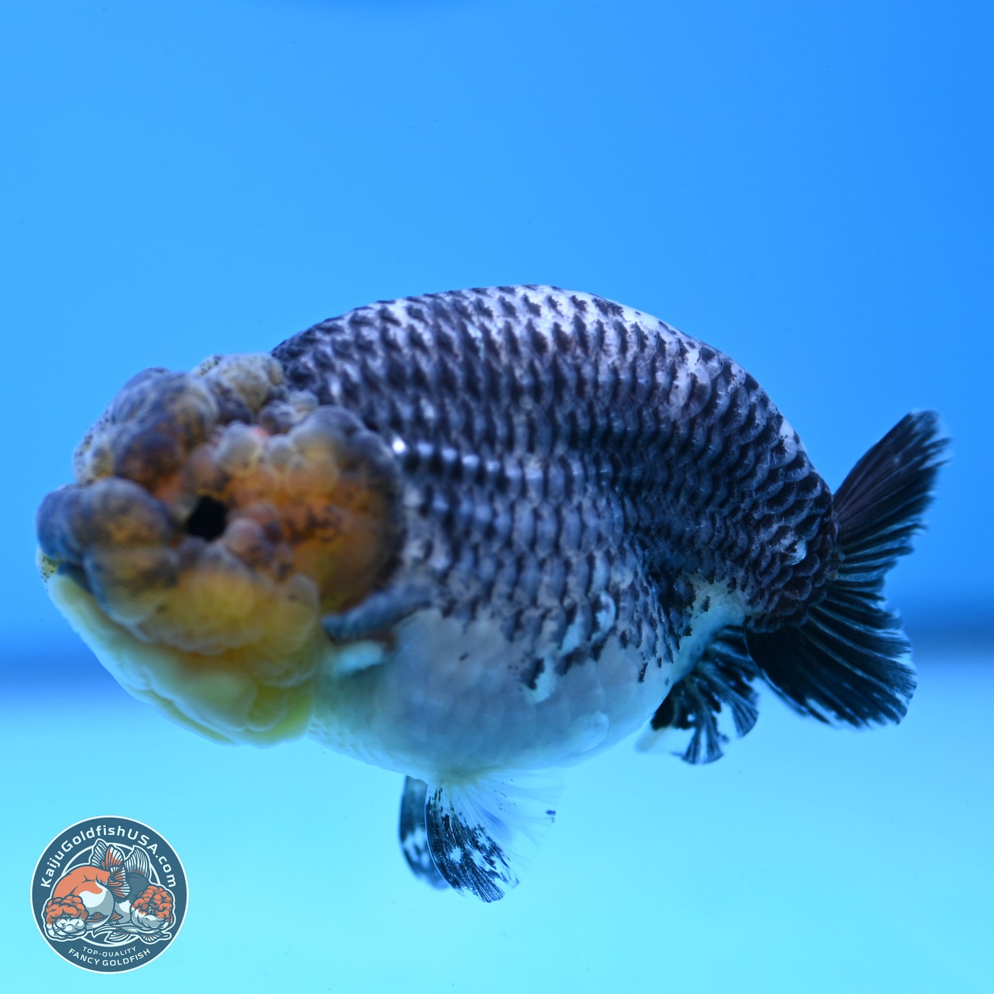 Blue Based Kirin Ranchu 3.8 inches Body - Female (250228_RC05)