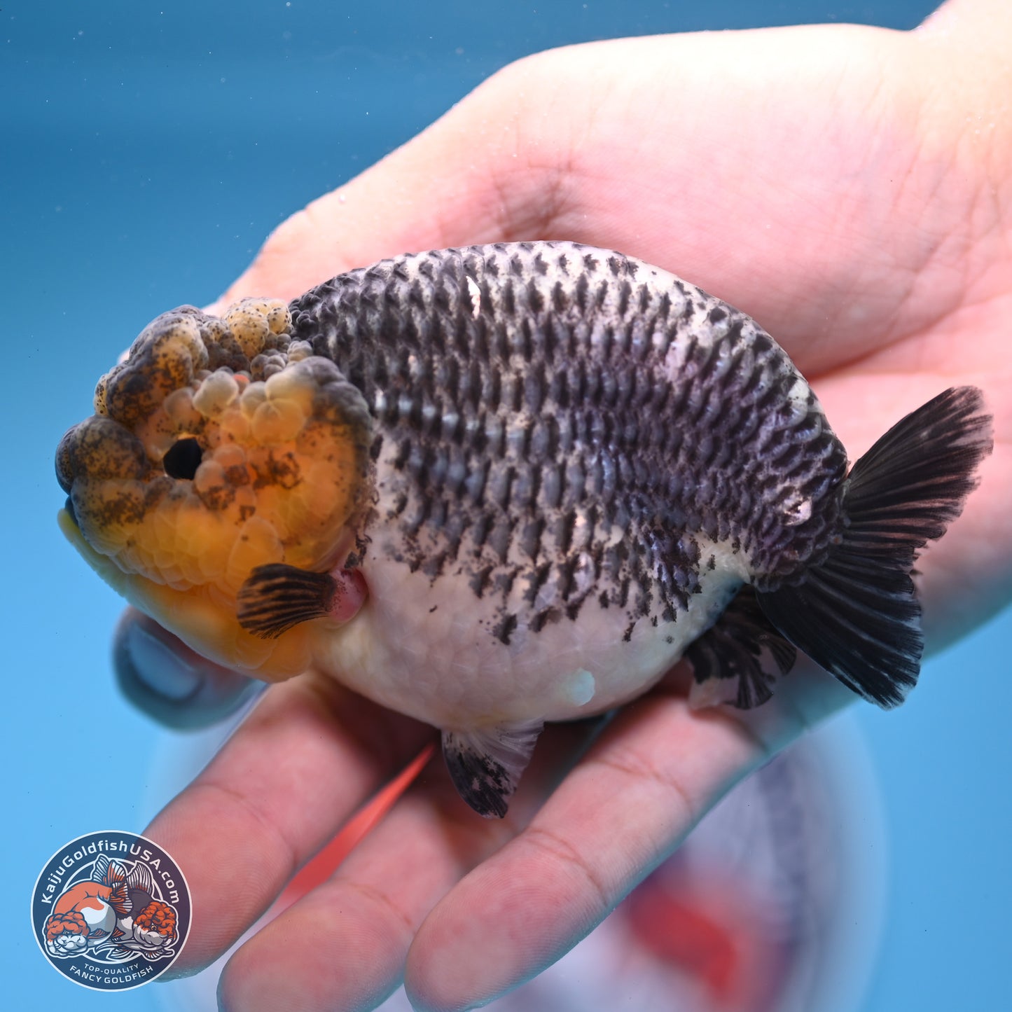 Blue Based Kirin Ranchu 3.8 inches Body - Female (250228_RC05)