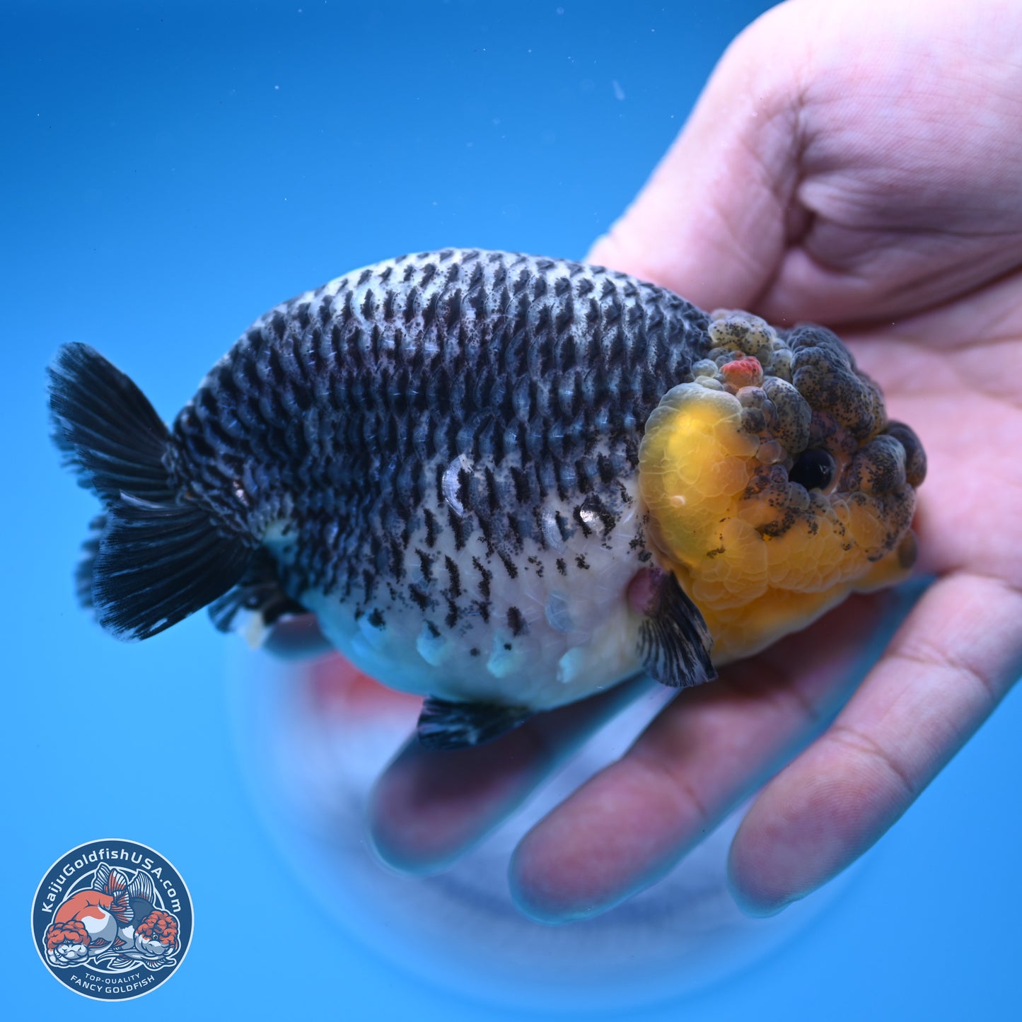 Blue Based Kirin Ranchu 3.8 inches Body - Female (250228_RC05)