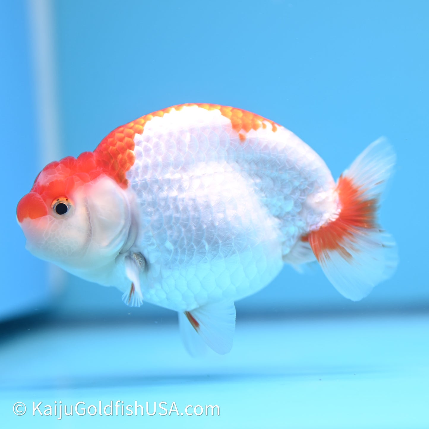 Red White Buffalo Ranchu 4in Body (240621_RC05) - Kaiju Goldfish USA