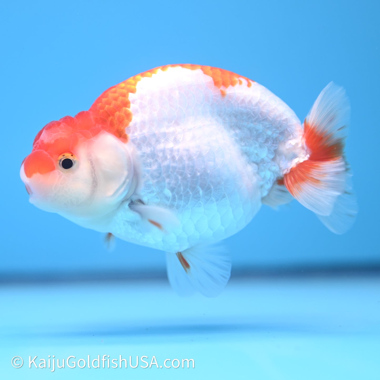 Red White Buffalo Ranchu 4in Body (240621_RC05) - Kaiju Goldfish USA