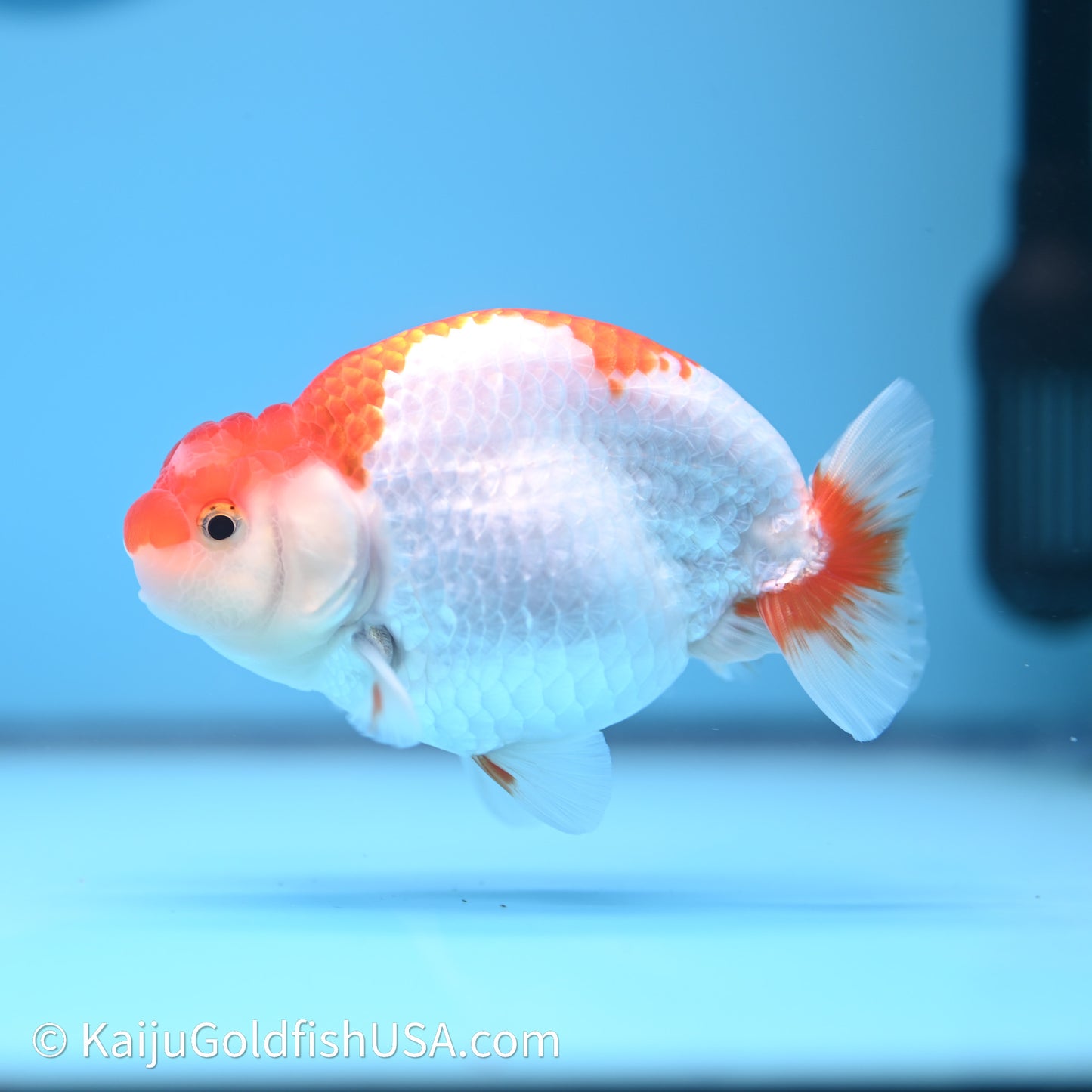 Red White Buffalo Ranchu 4in Body (240621_RC05) - Kaiju Goldfish USA