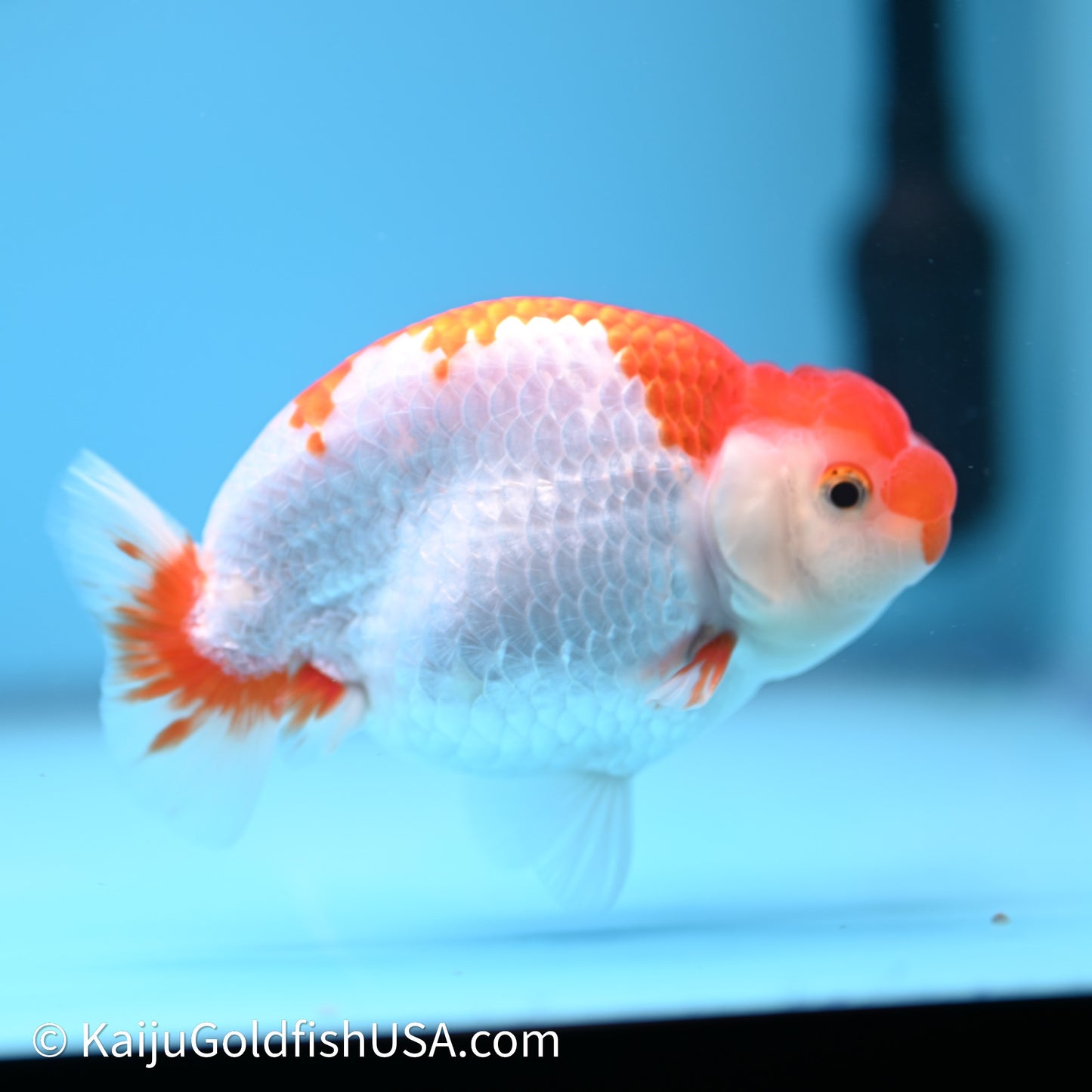 Red White Buffalo Ranchu 4in Body (240621_RC05) - Kaiju Goldfish USA