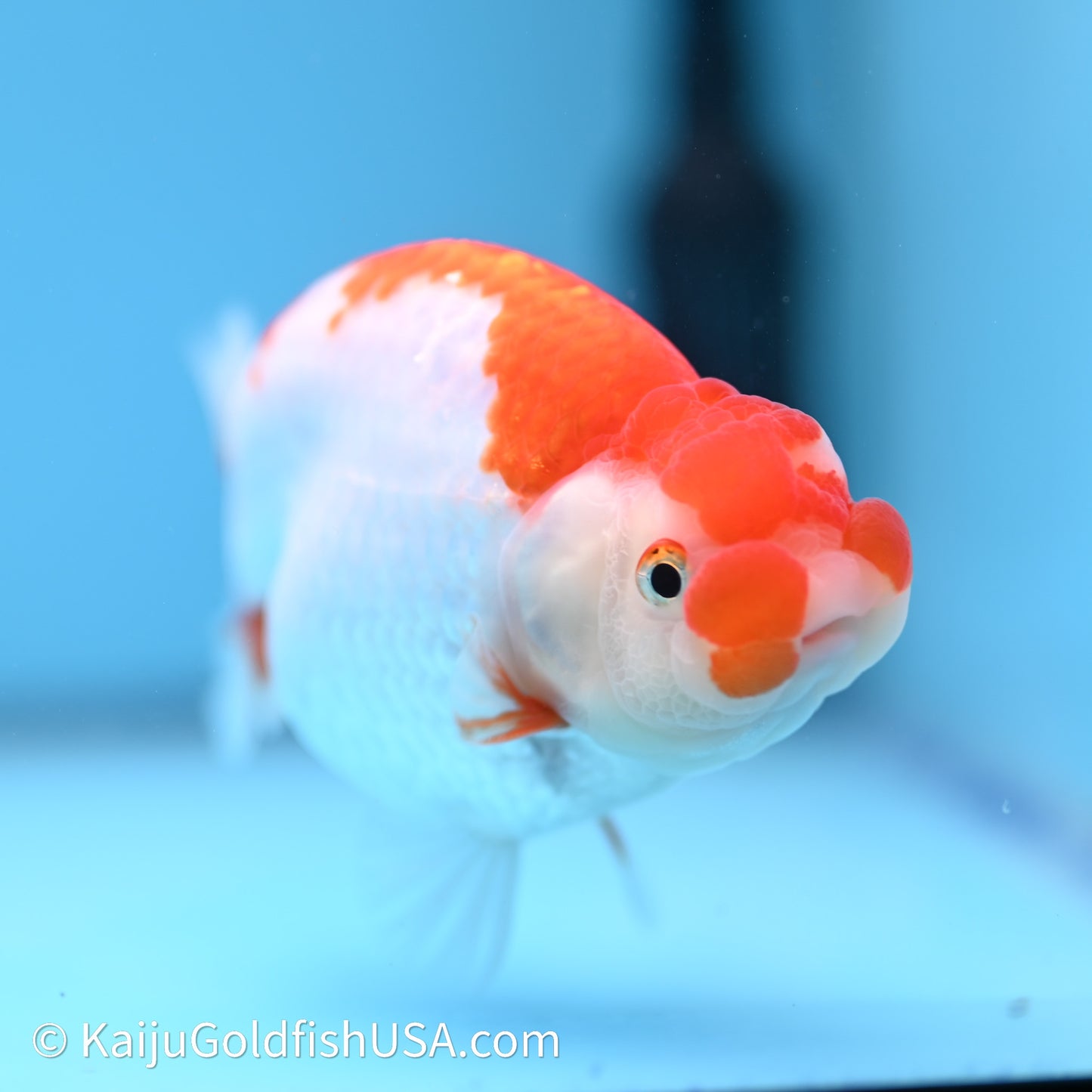 Red White Buffalo Ranchu 4in Body (240621_RC05) - Kaiju Goldfish USA