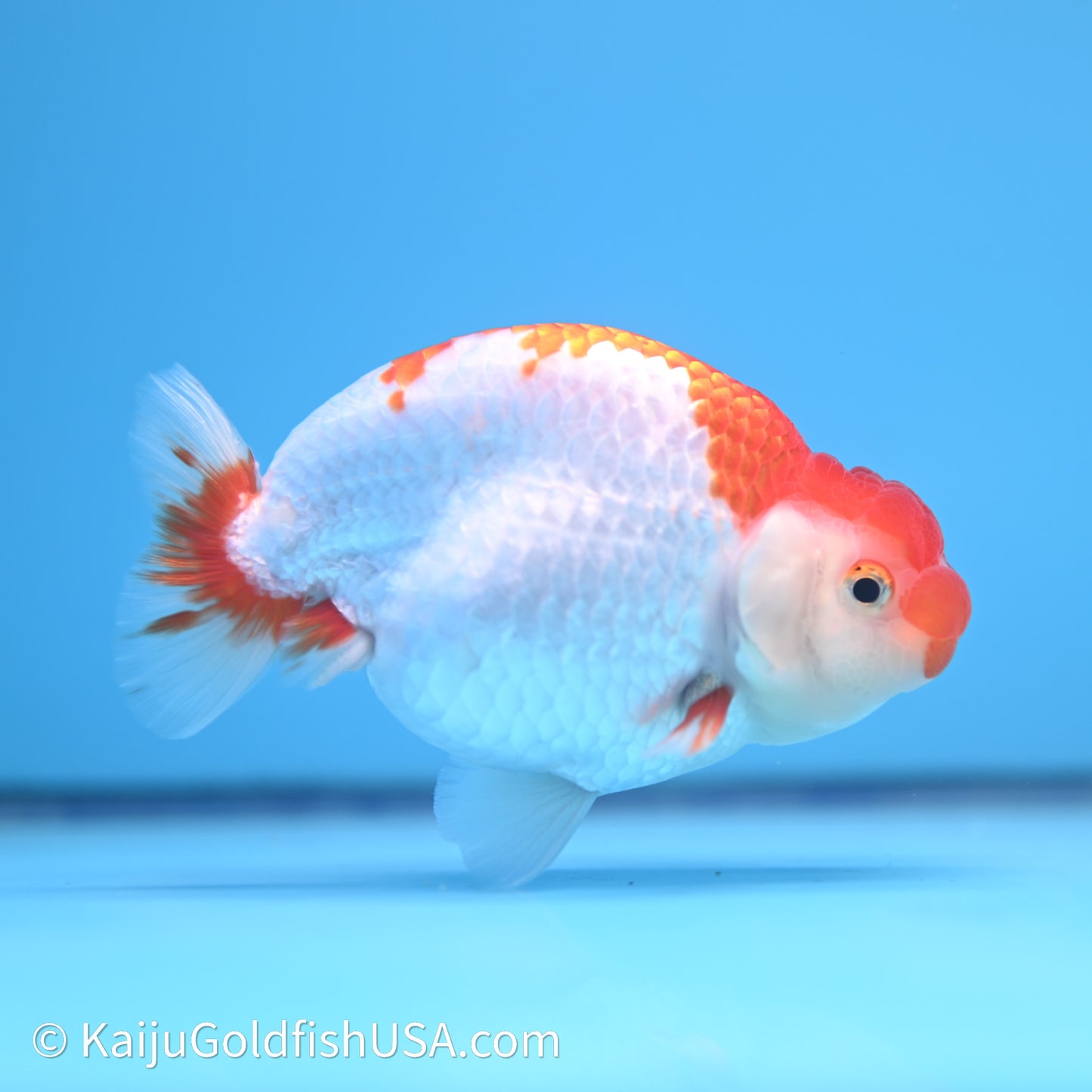 Red White Buffalo Ranchu 4in Body (240621_RC05) - Kaiju Goldfish USA
