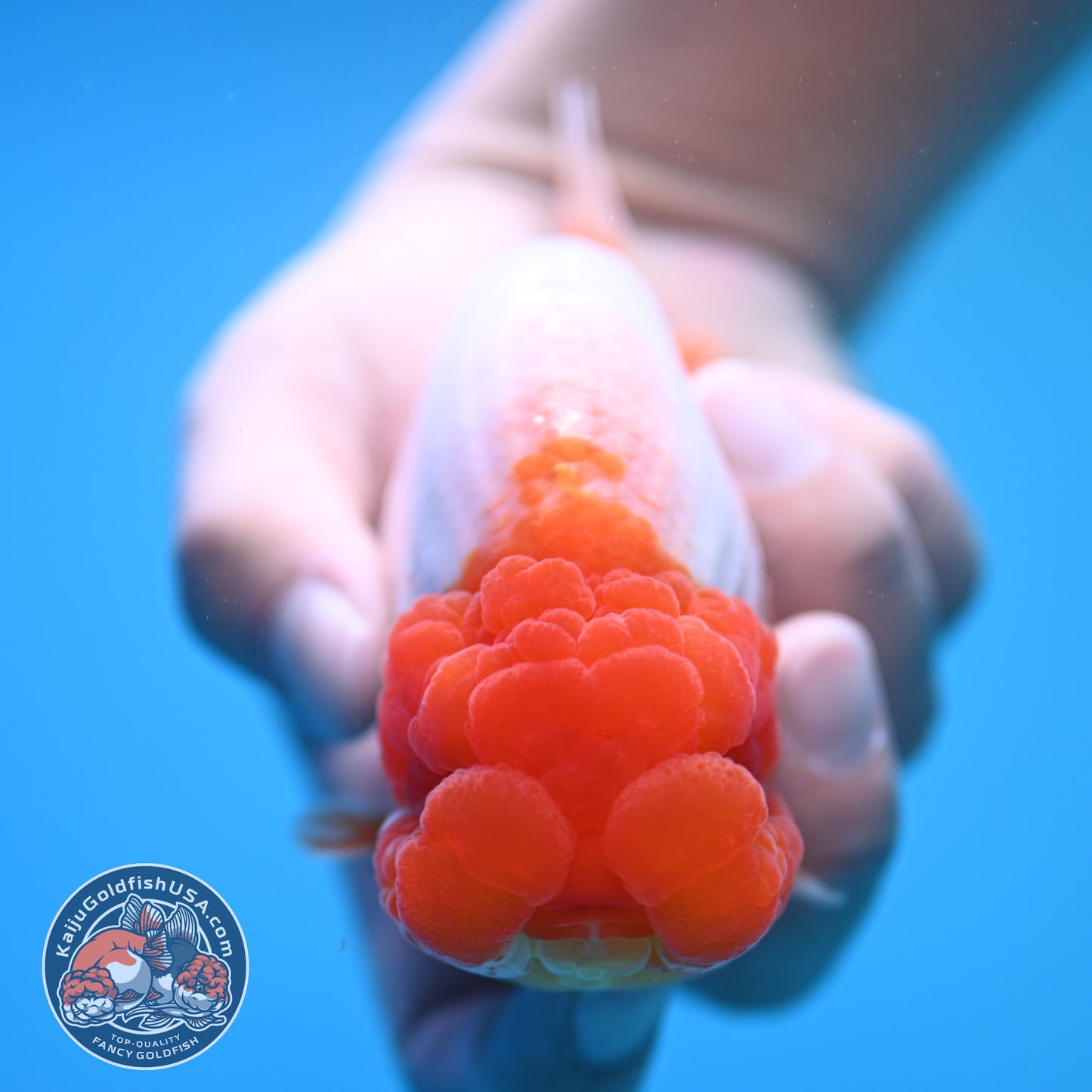 Red White Buffalo Ranchu 4.5 inch Body (250815_RC05)