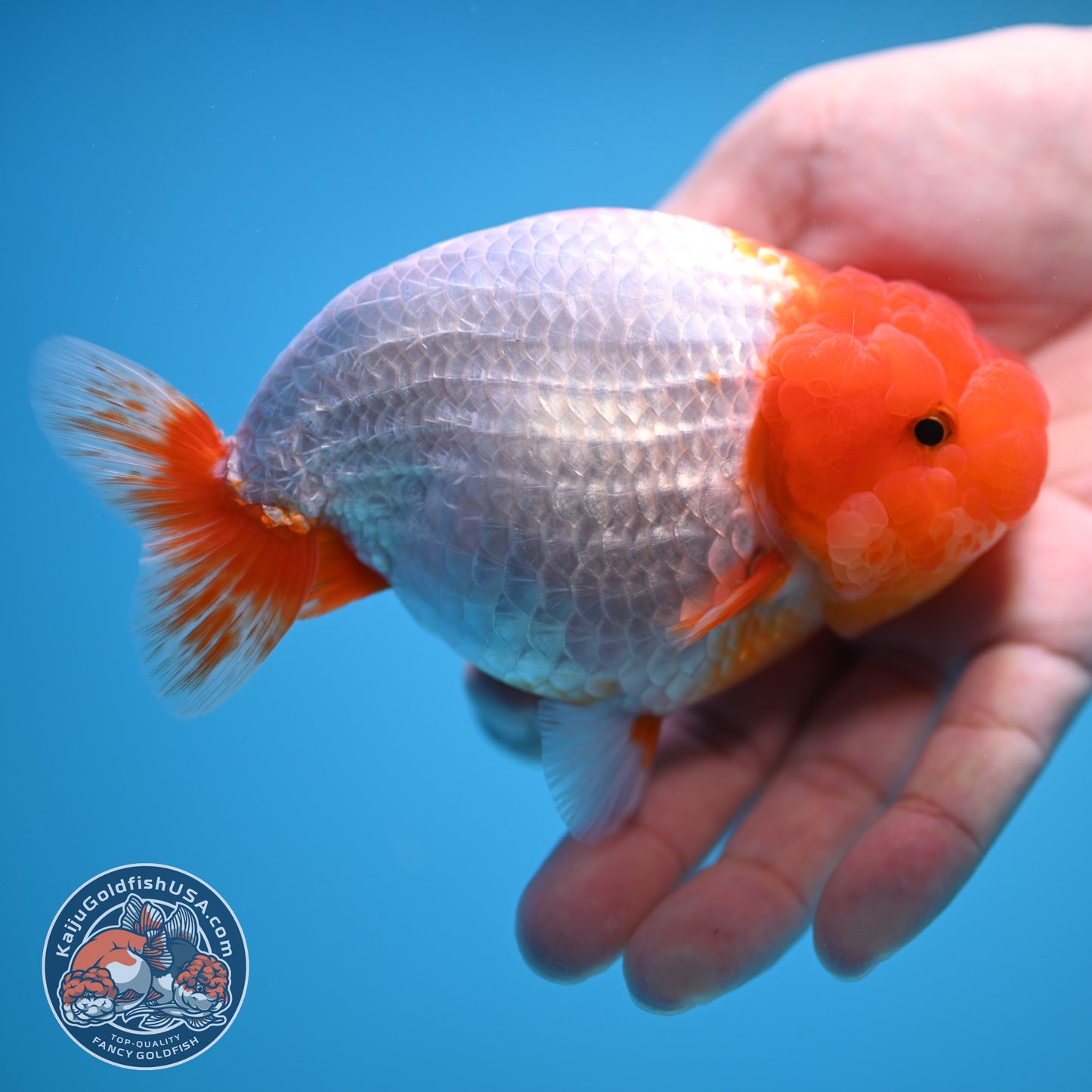 Red White Buffalo Ranchu 4.5 inch Body (250815_RC05)