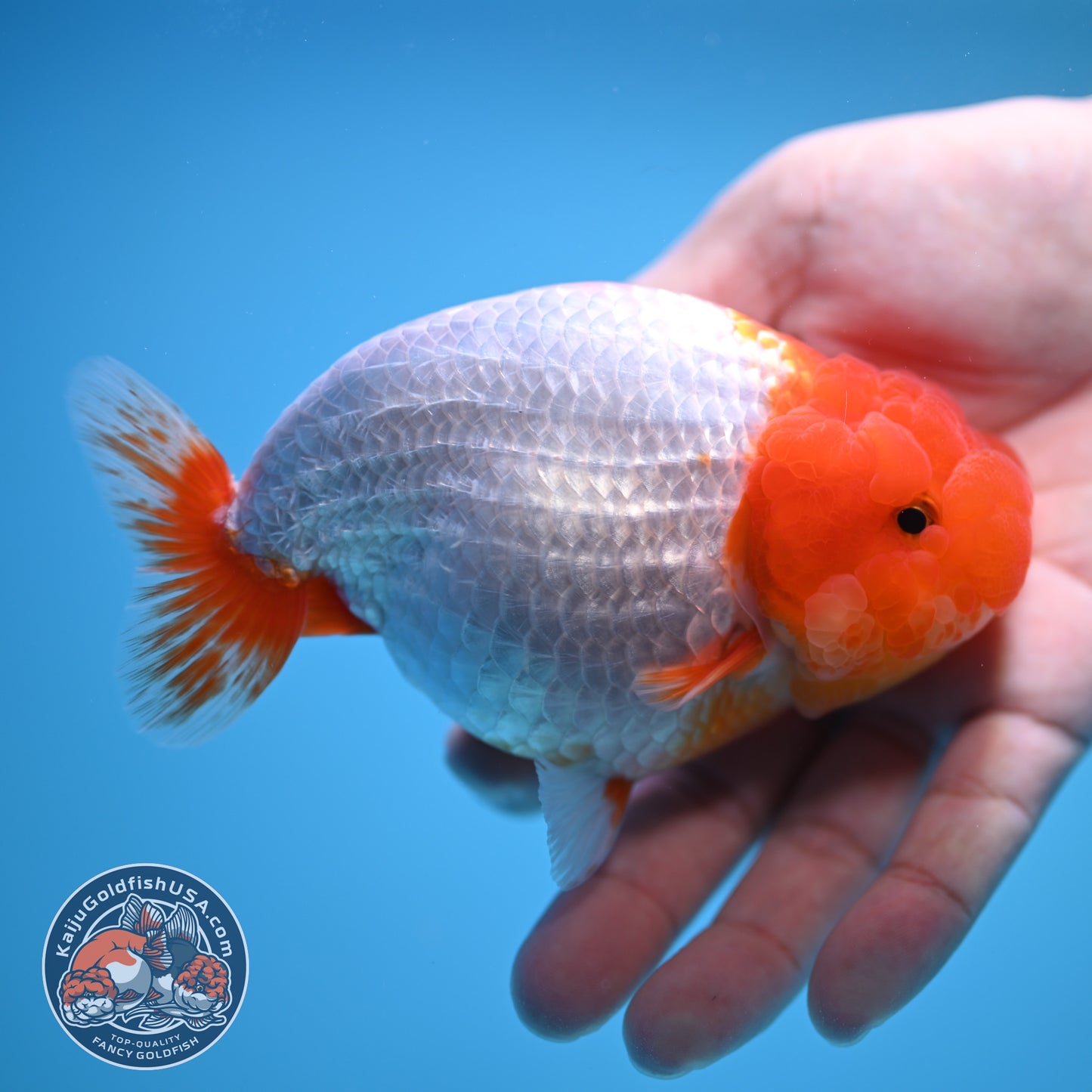 Red White Buffalo Ranchu 4.5 inch Body (250815_RC05)