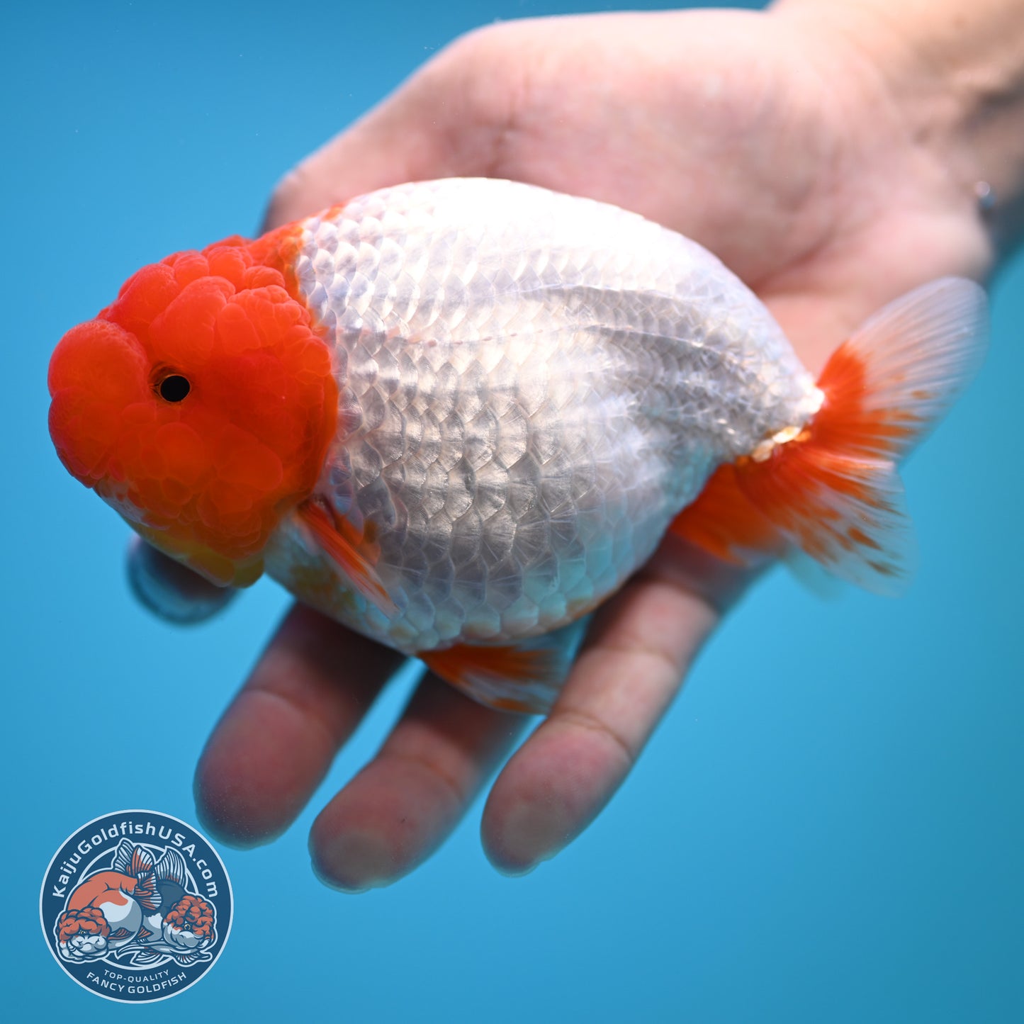 Red White Buffalo Ranchu 4.5 inch Body (250815_RC05)