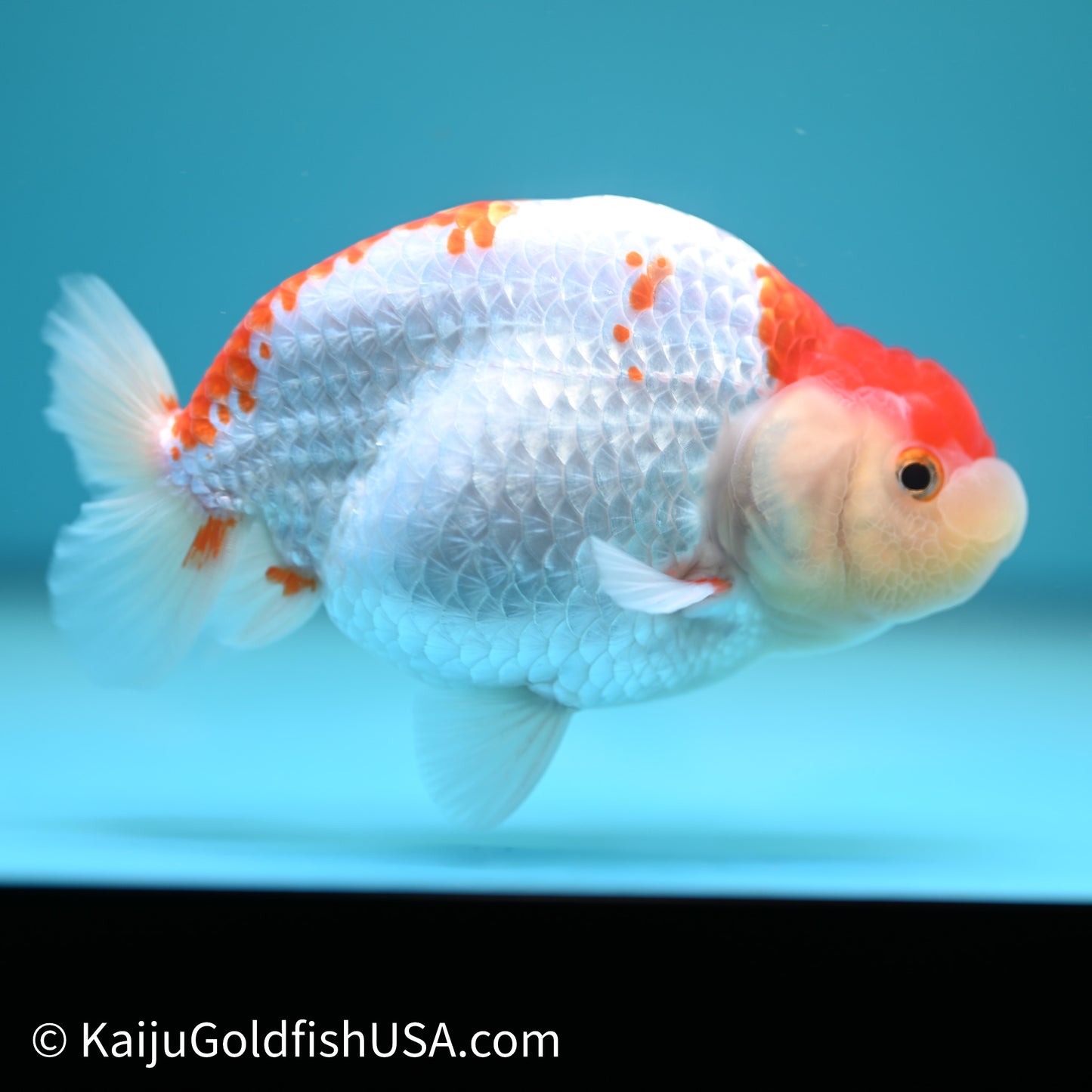 Red White Buffalo Ranchu 4in Body (240614_RC05) - Kaiju Goldfish USA