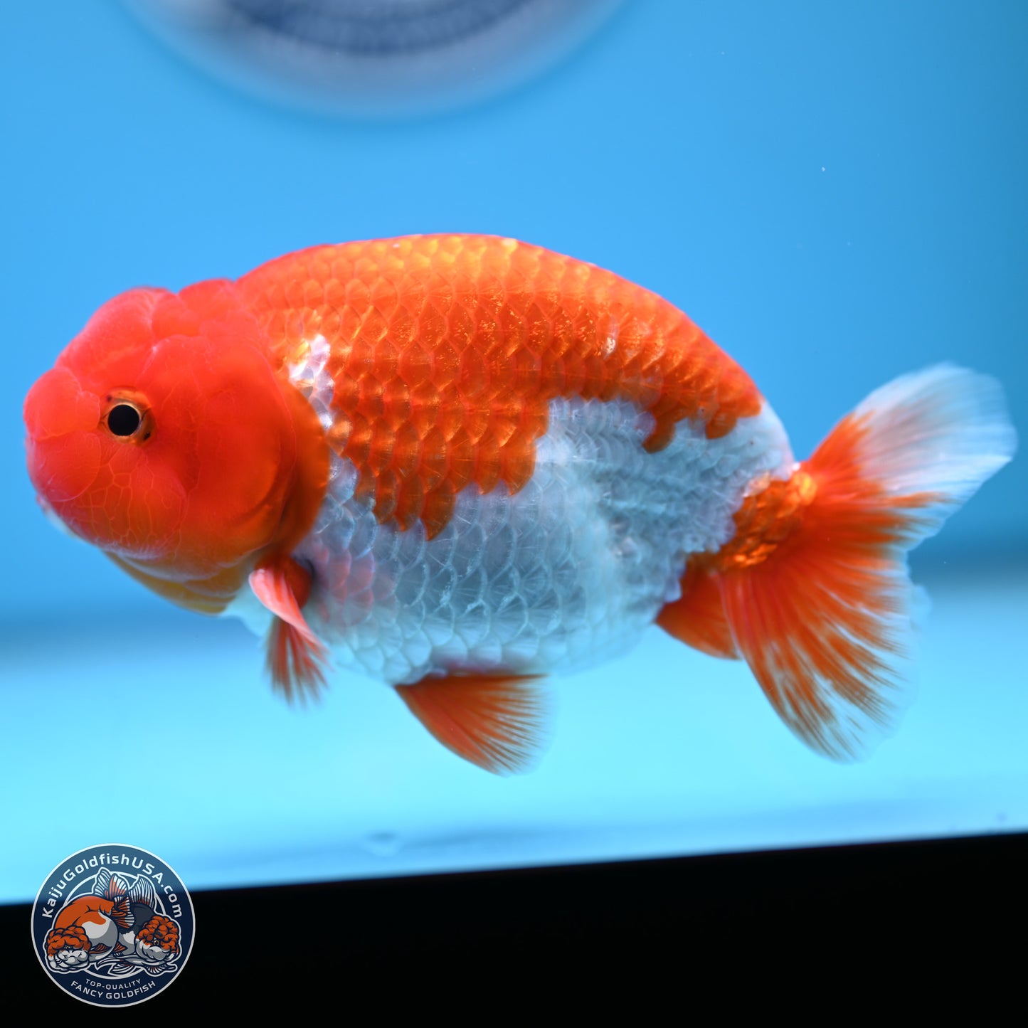 Red White Buffalo Ranchu 5.5 inches (241011_RC05) - Kaiju Goldfish USA