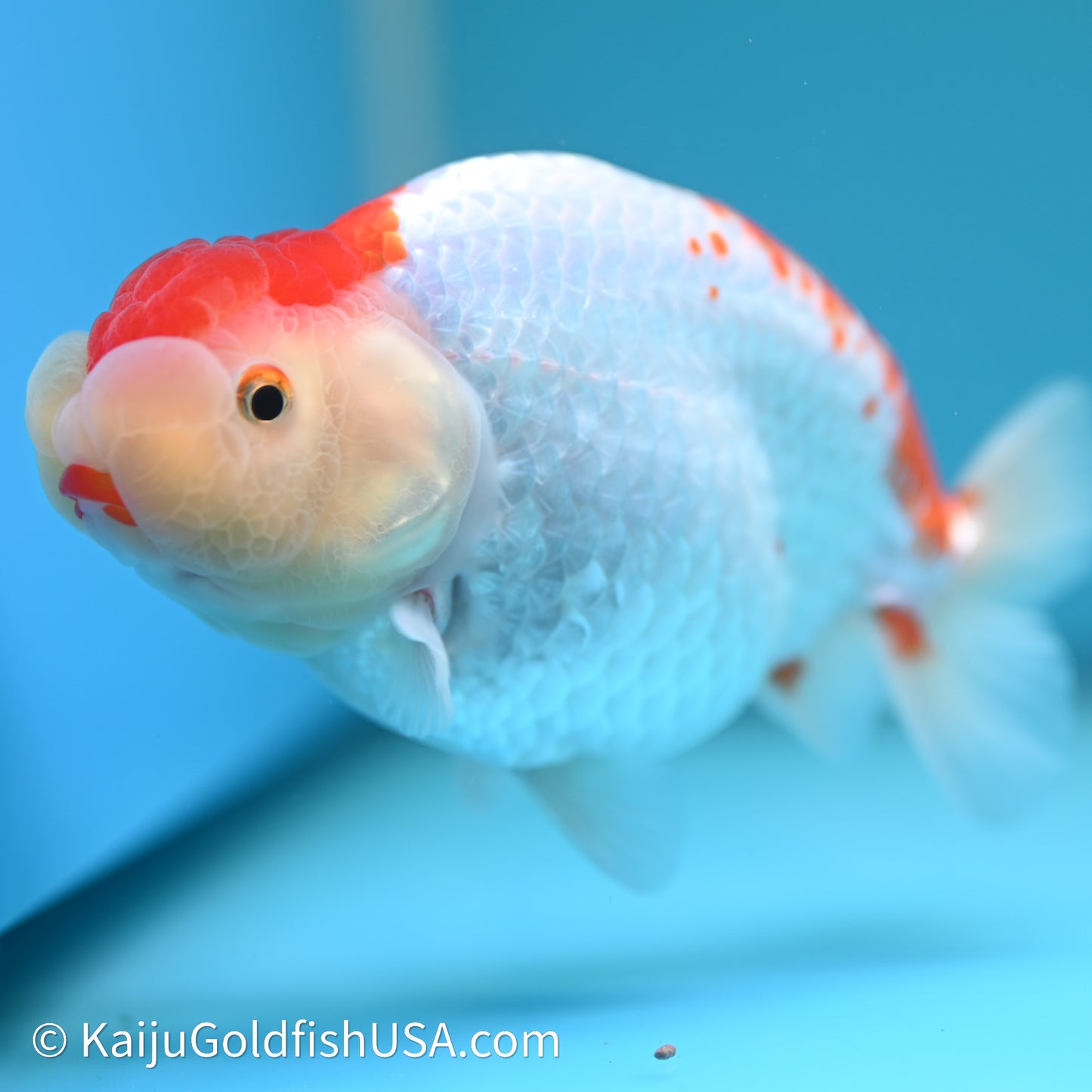 Red White Buffalo Ranchu 4in Body (240614_RC05) - Kaiju Goldfish USA