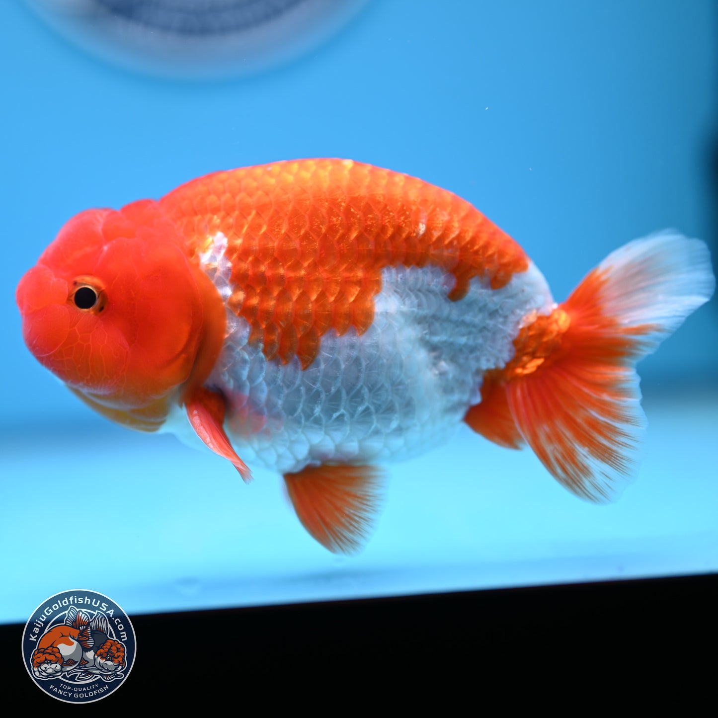 Red White Buffalo Ranchu 5.5 inches (241011_RC05) - Kaiju Goldfish USA