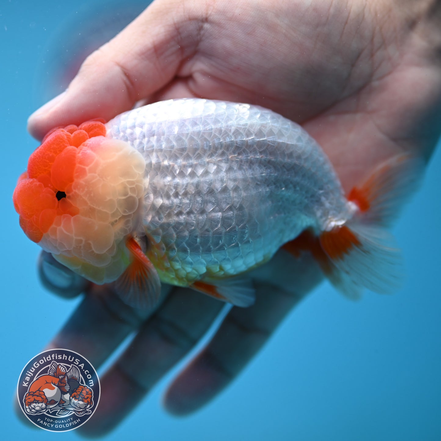Red Face Buffalo Ranchu 4 inch Body (250919_RC05)