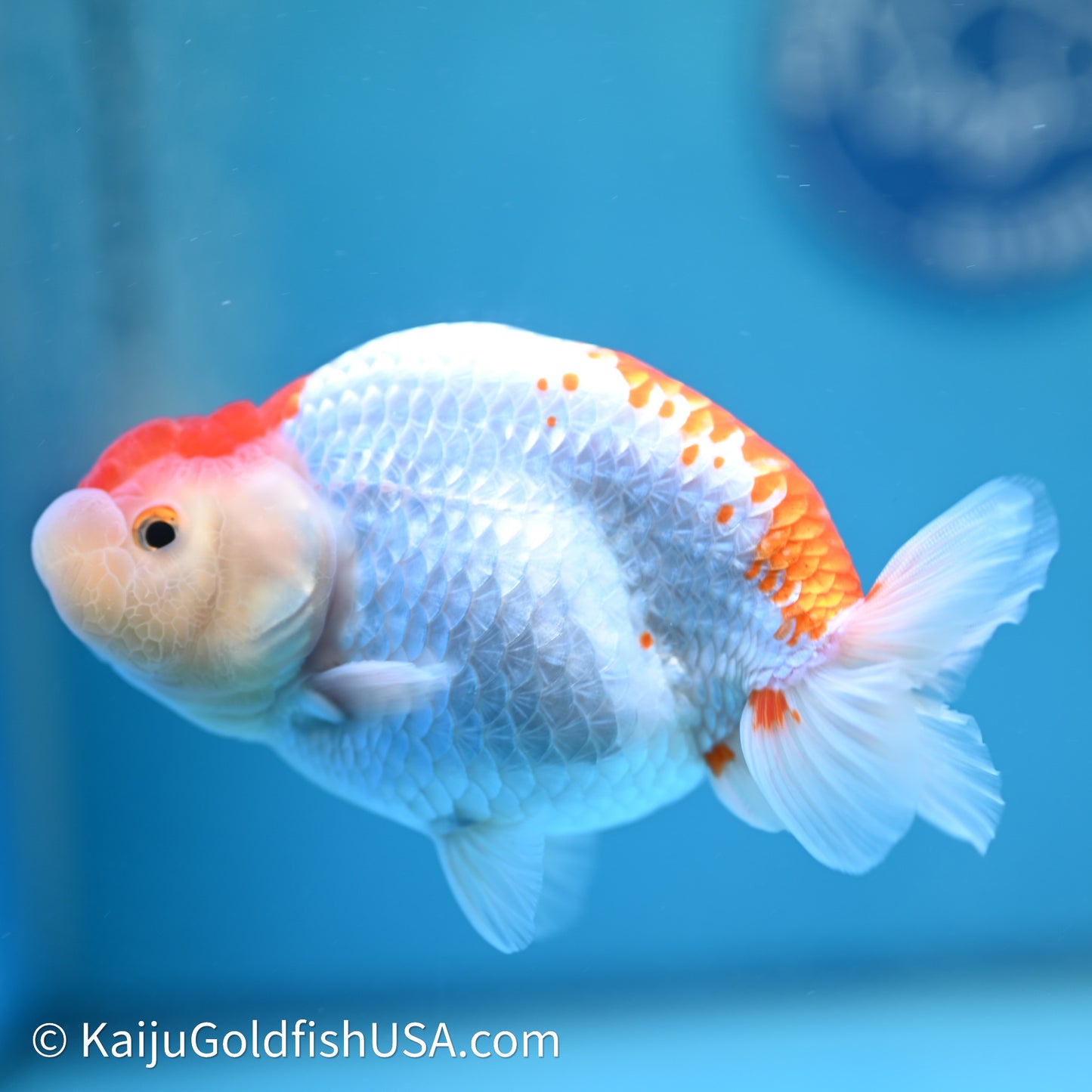 Red White Buffalo Ranchu 4in Body (240614_RC05) - Kaiju Goldfish USA