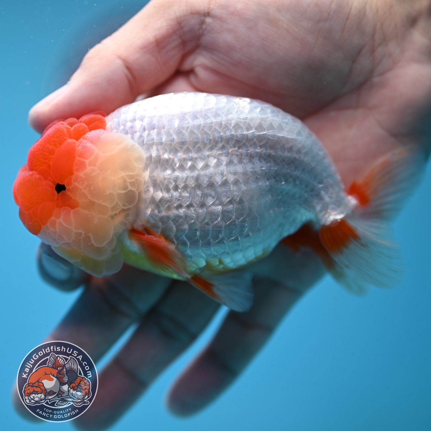 Red Face Buffalo Ranchu 4 inch Body (250919_RC05)