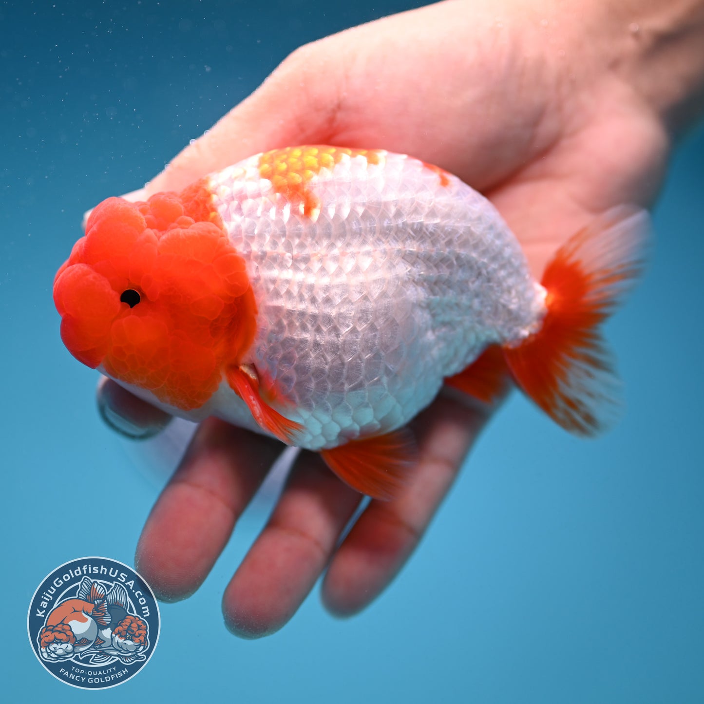 Red Head Buffalo Ranchu 4 inch Body (250912_RC05)