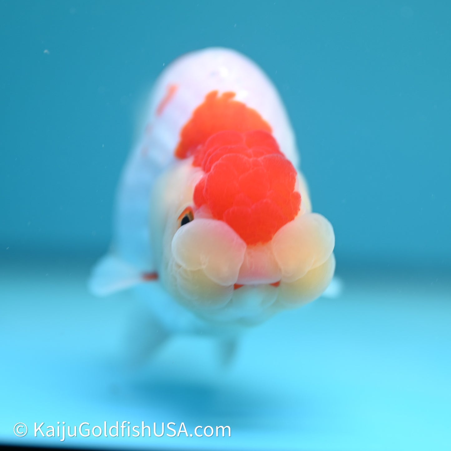 Red White Buffalo Ranchu 4in Body (240614_RC05) - Kaiju Goldfish USA