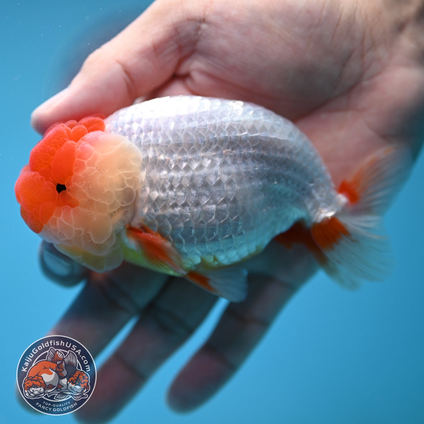 Red Face Buffalo Ranchu 4 inch Body (250919_RC05)