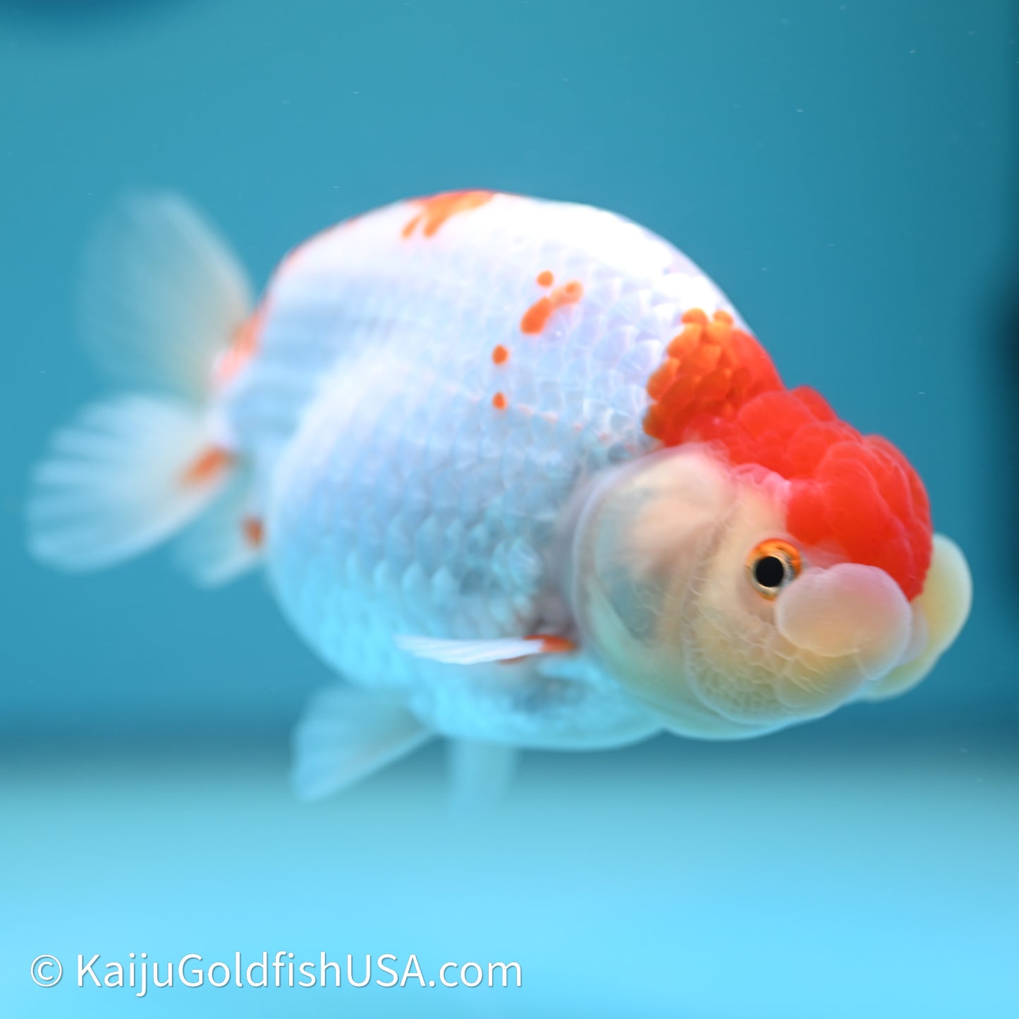 Red White Buffalo Ranchu 4in Body (240614_RC05) - Kaiju Goldfish USA
