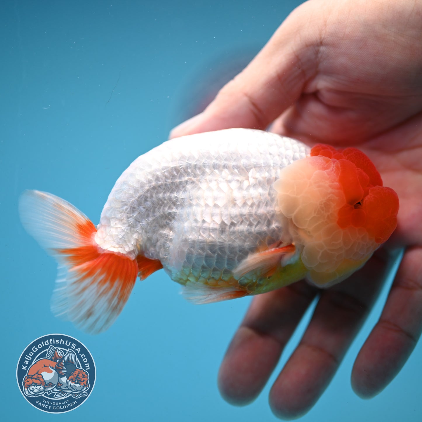 Red Face Buffalo Ranchu 4 inch Body (250919_RC05)