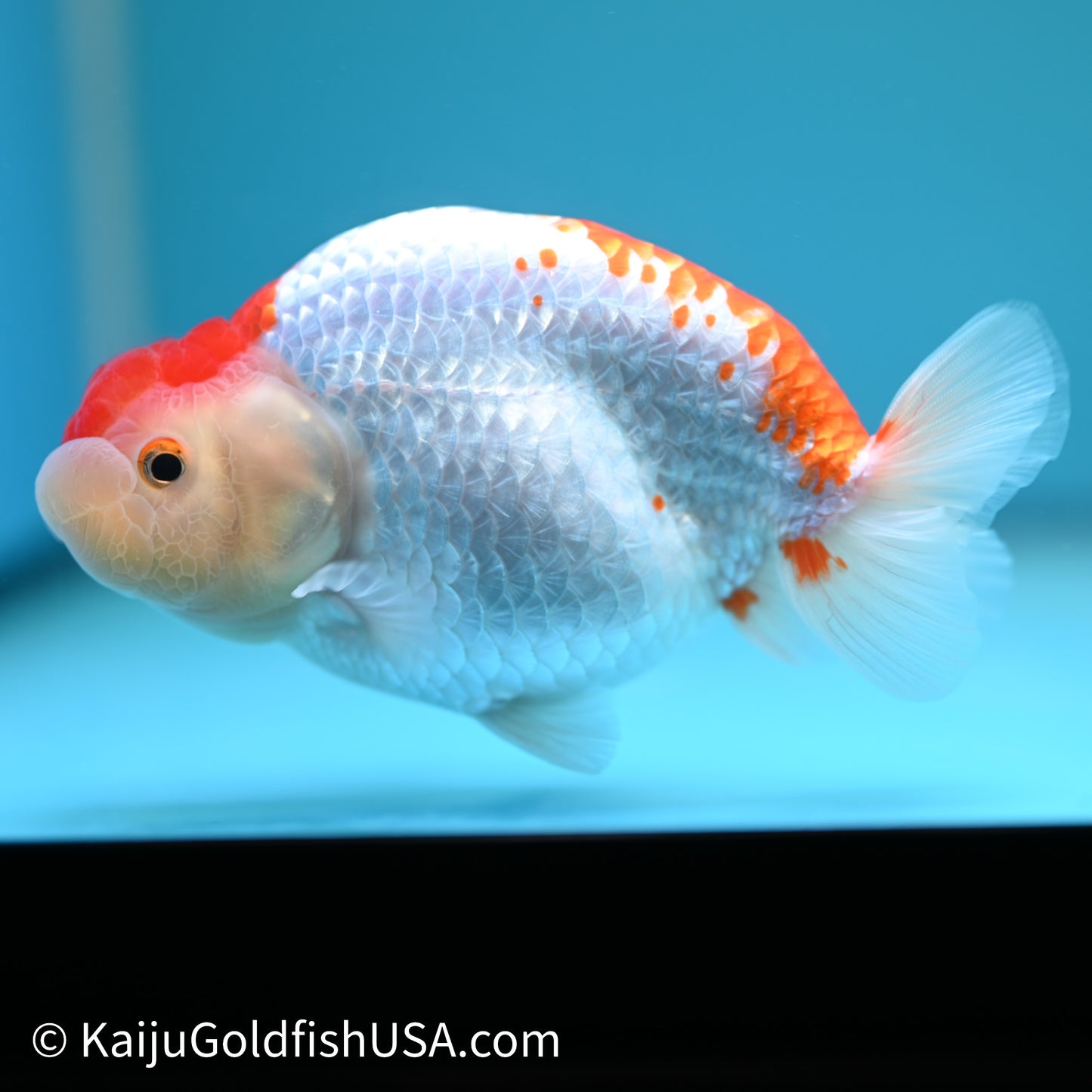 Red White Buffalo Ranchu 4in Body (240614_RC05) - Kaiju Goldfish USA