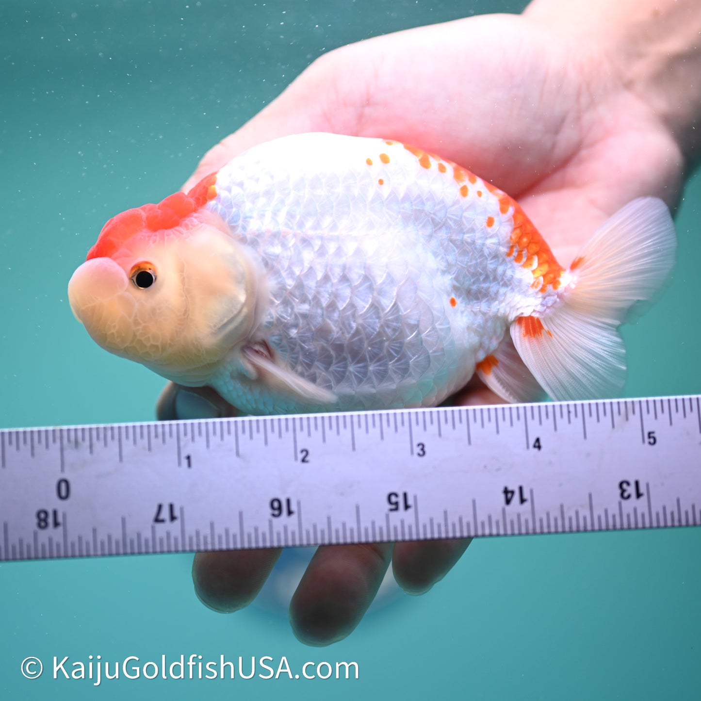 Red White Buffalo Ranchu 4in Body (240614_RC05) - Kaiju Goldfish USA