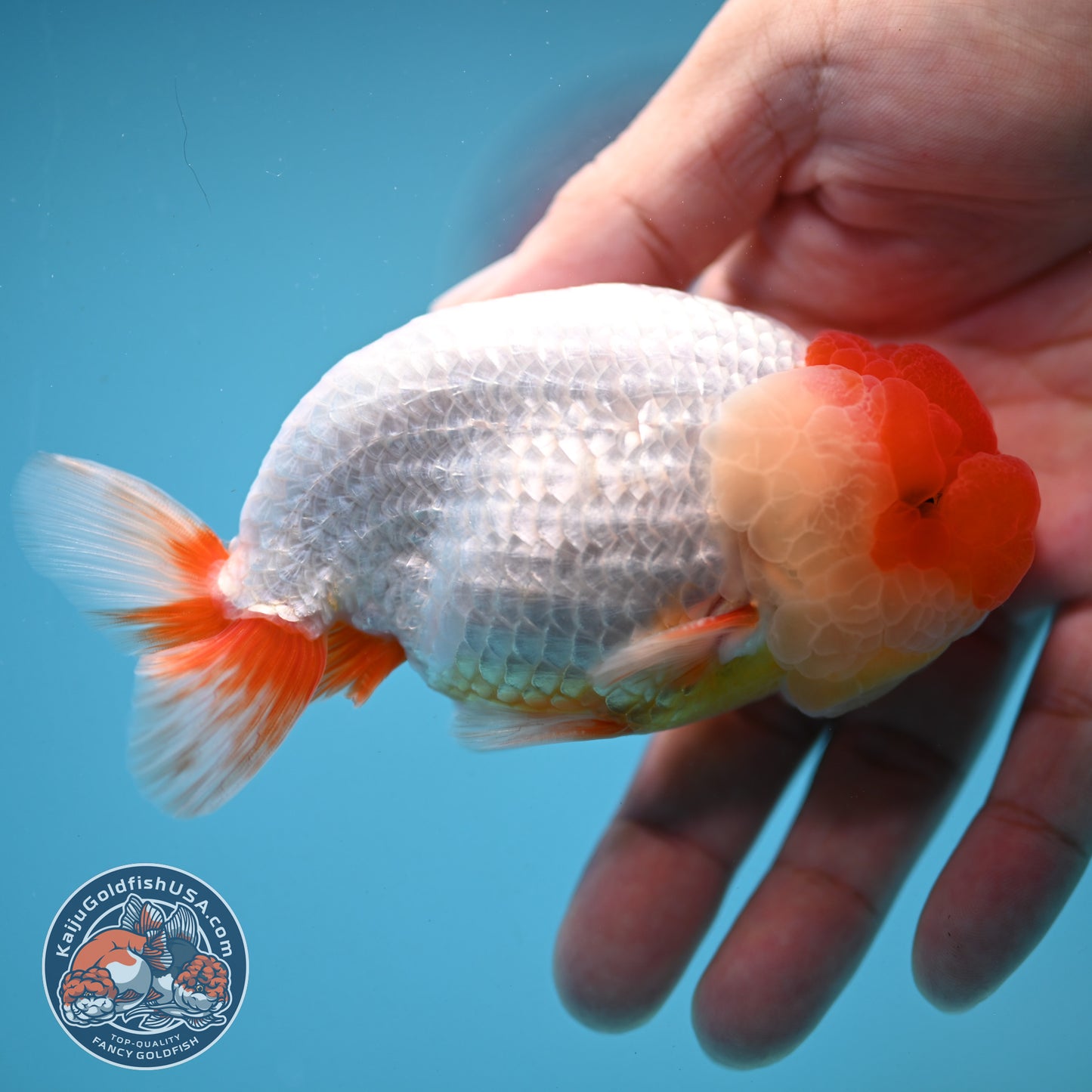 Red Face Buffalo Ranchu 4 inch Body (250919_RC05)