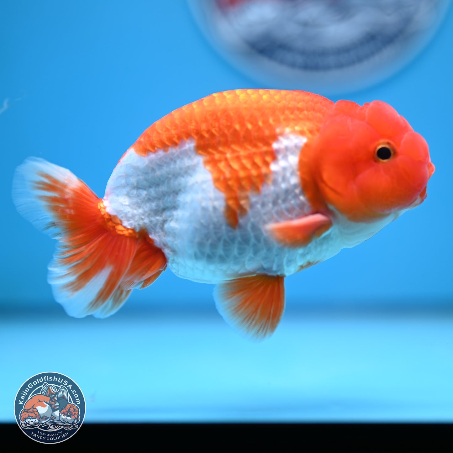Red White Buffalo Ranchu 5.5 inches (241011_RC05) - Kaiju Goldfish USA