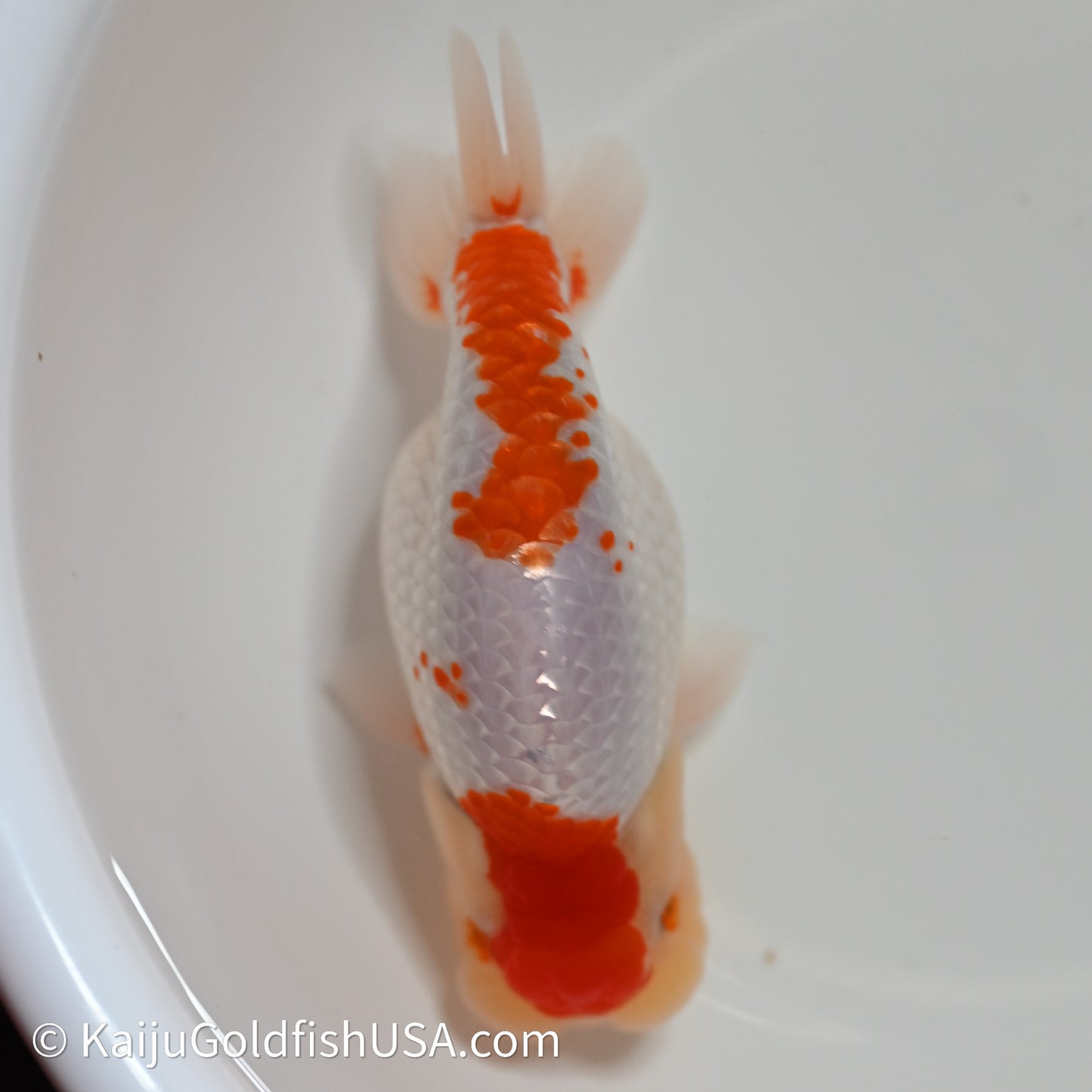 Red White Buffalo Ranchu 4in Body (240614_RC05) - Kaiju Goldfish USA