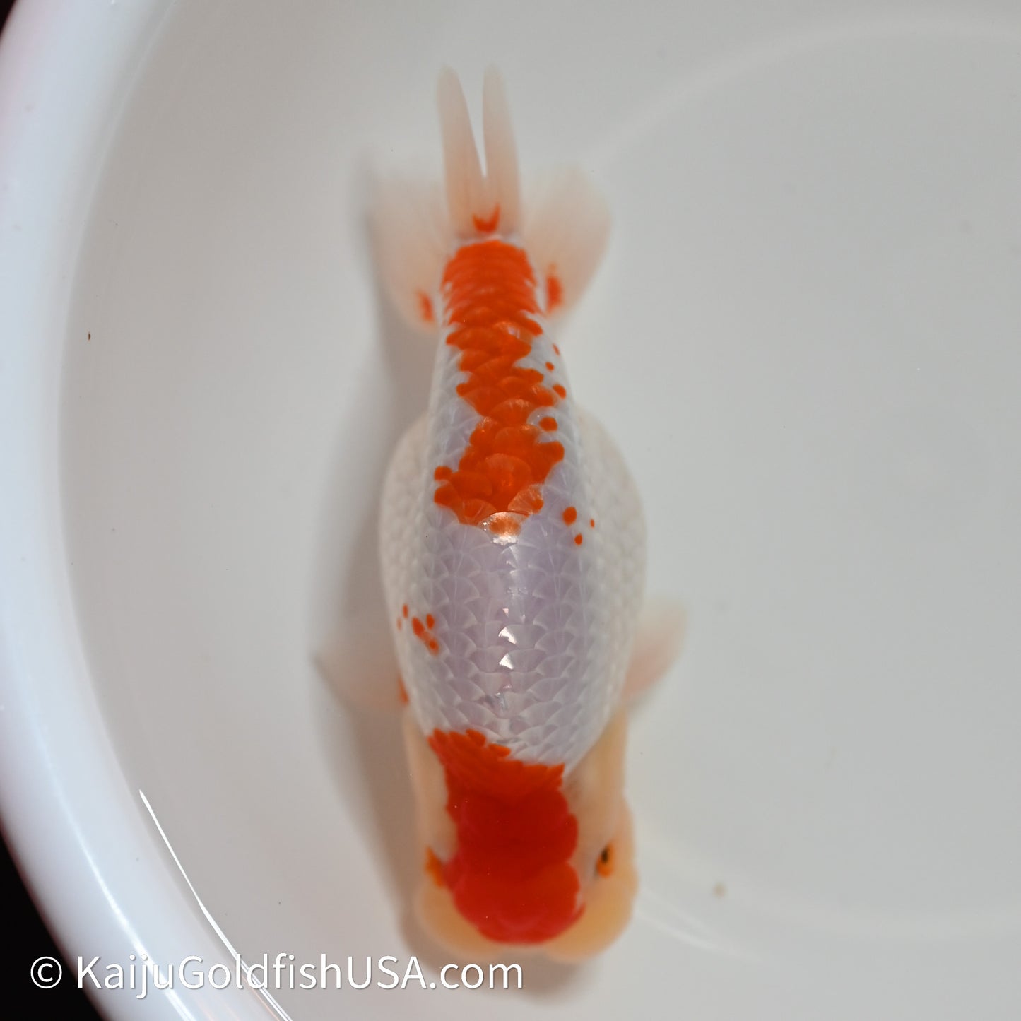 Red White Buffalo Ranchu 4in Body (240614_RC05) - Kaiju Goldfish USA