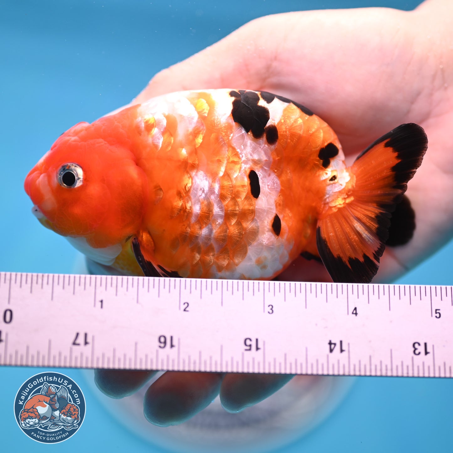 Tricolor Ranchu 4 inches Body - Male (250328_RC05)