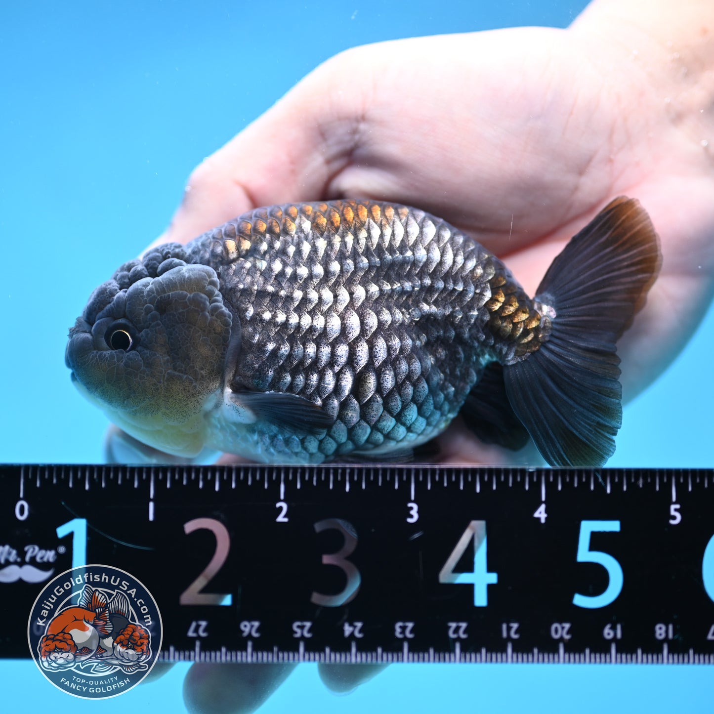 Platinum / Sapphire Ranchu 4 inch Body (250905_RC05)