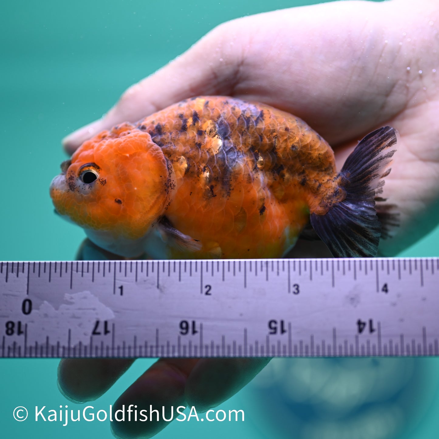 Red Calico Ranchu 3.5-4 inches (240308_RC05) - Kaiju Goldfish USA