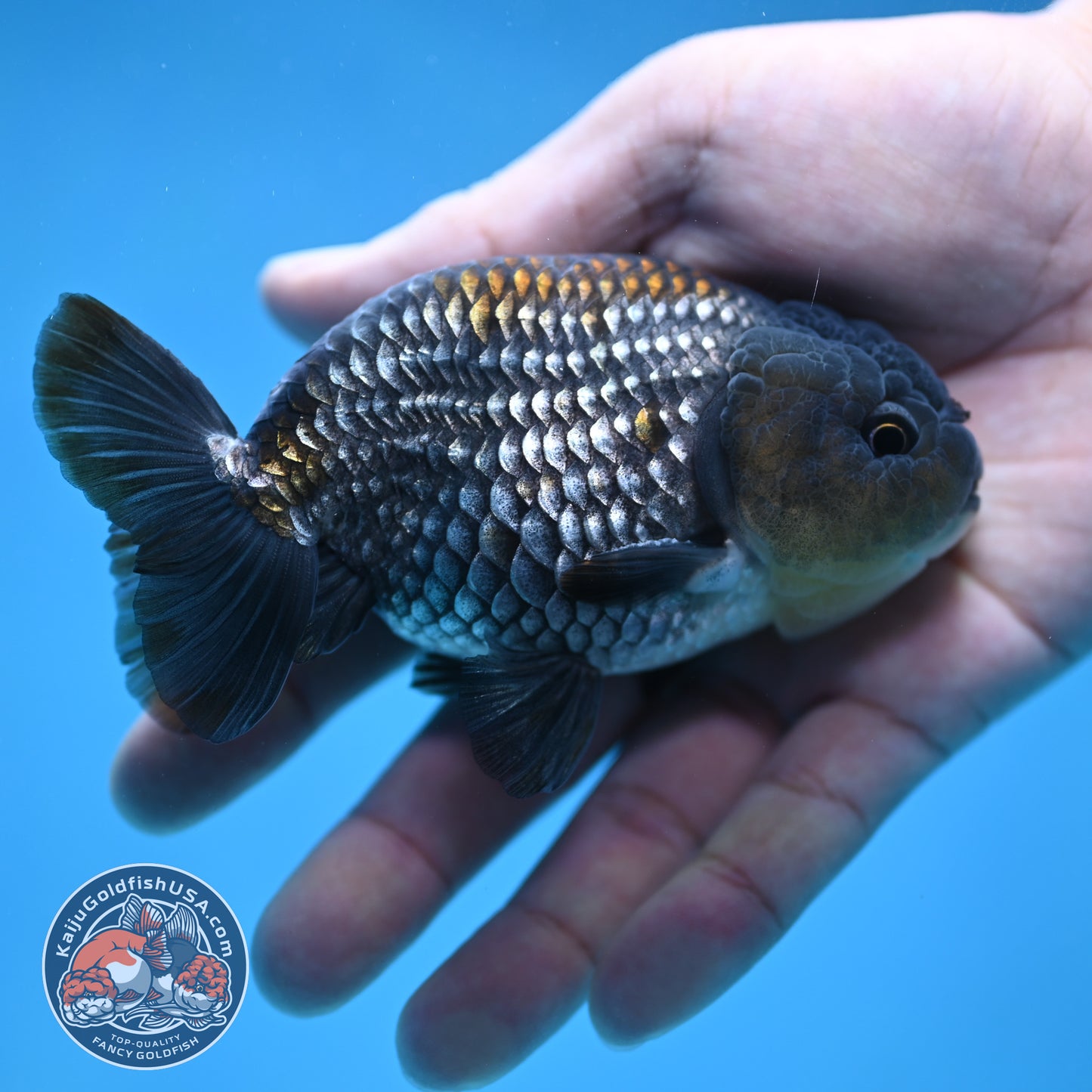 Platinum / Sapphire Ranchu 4 inch Body (250905_RC05)