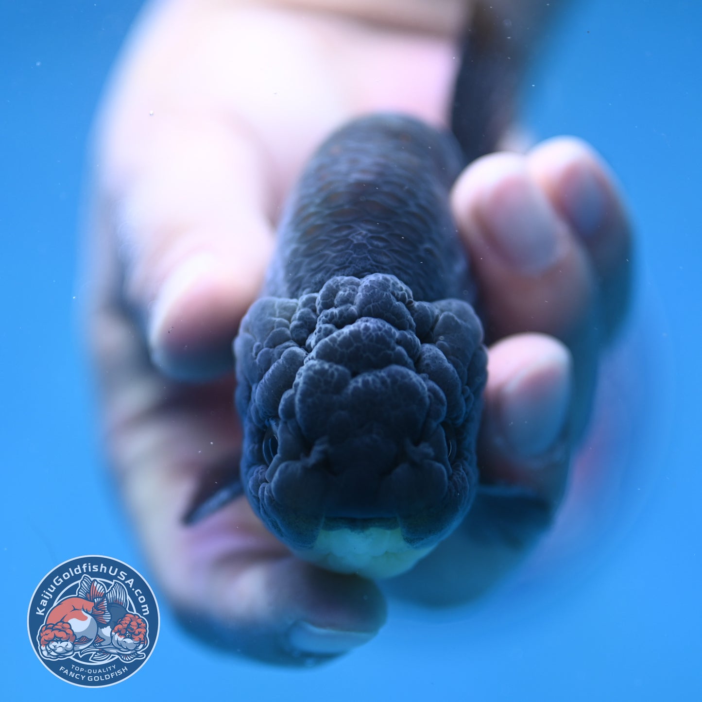 Platinum / Sapphire Ranchu 4 inch Body (250905_RC05)