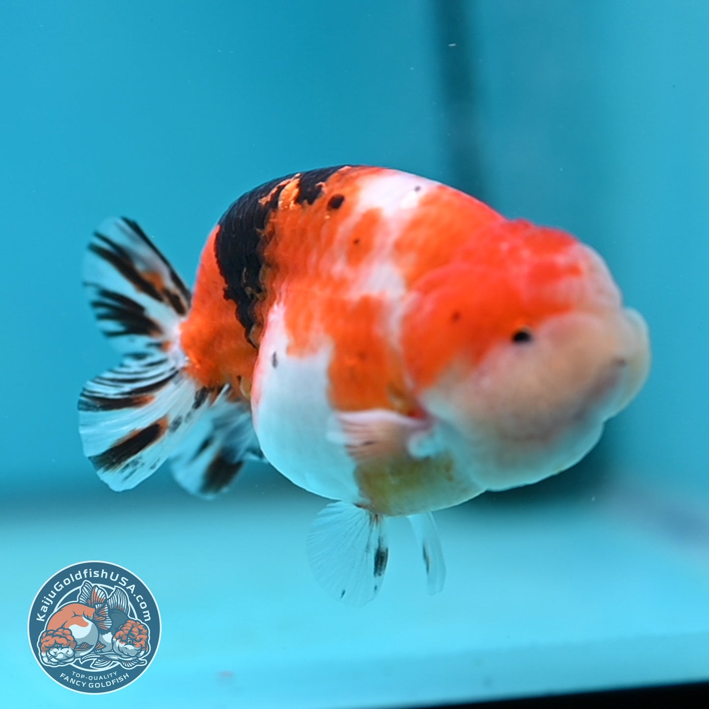 Tricolor Sakura Ranchu 3.5 inches Body (250502_RC05)