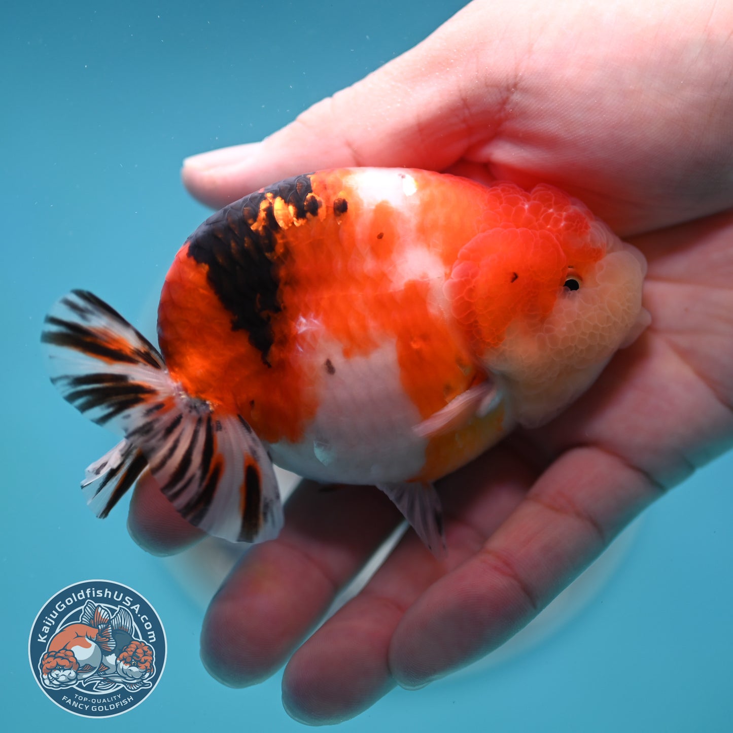 Tricolor Sakura Ranchu 3.5 inches Body (250502_RC05)