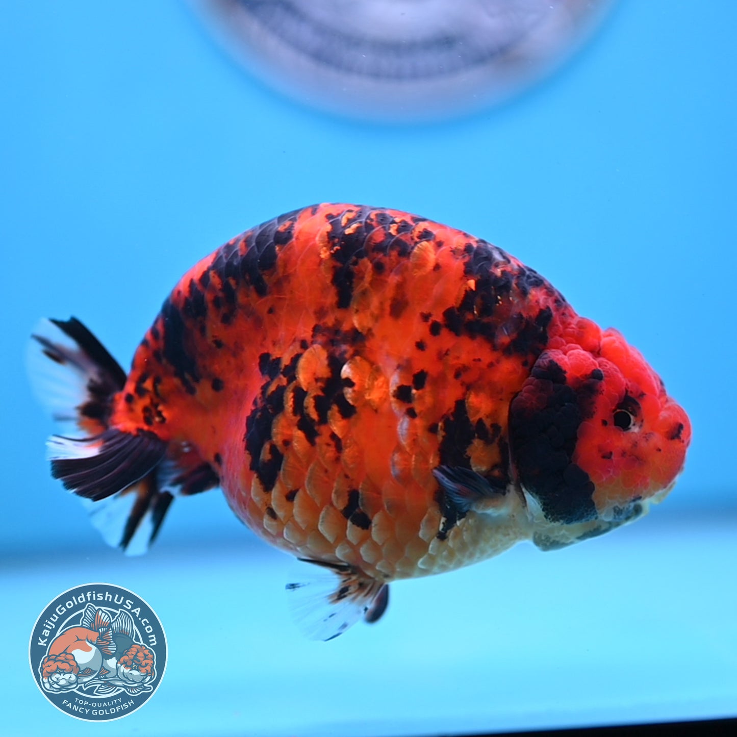 Jumbo Tiger Ranchu 5 inches Body (250509_RC06)
